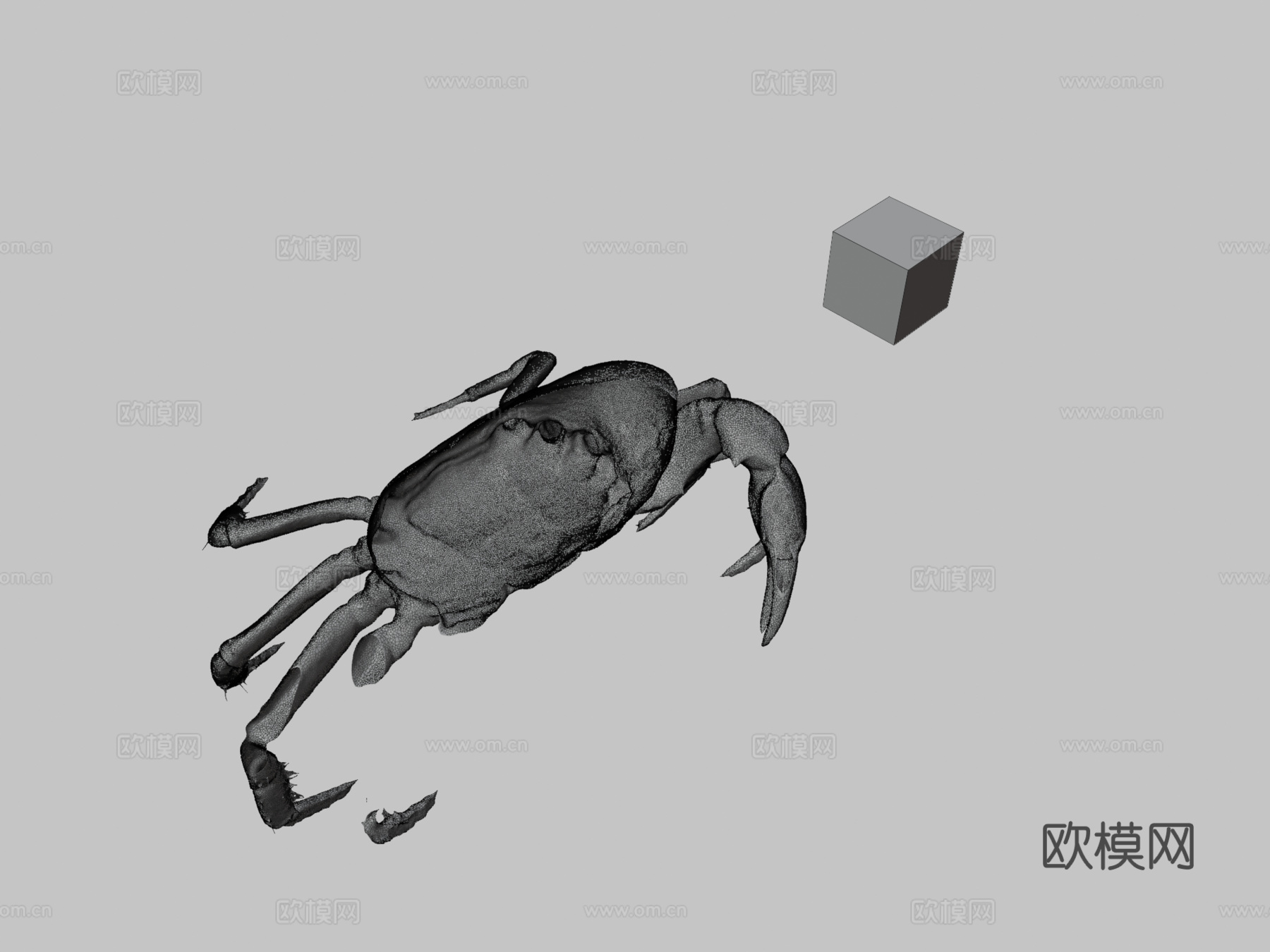 CC0泽蟹日本淡水蟹ffish.asiafloraZia.c3d模型下载（渲染图3）