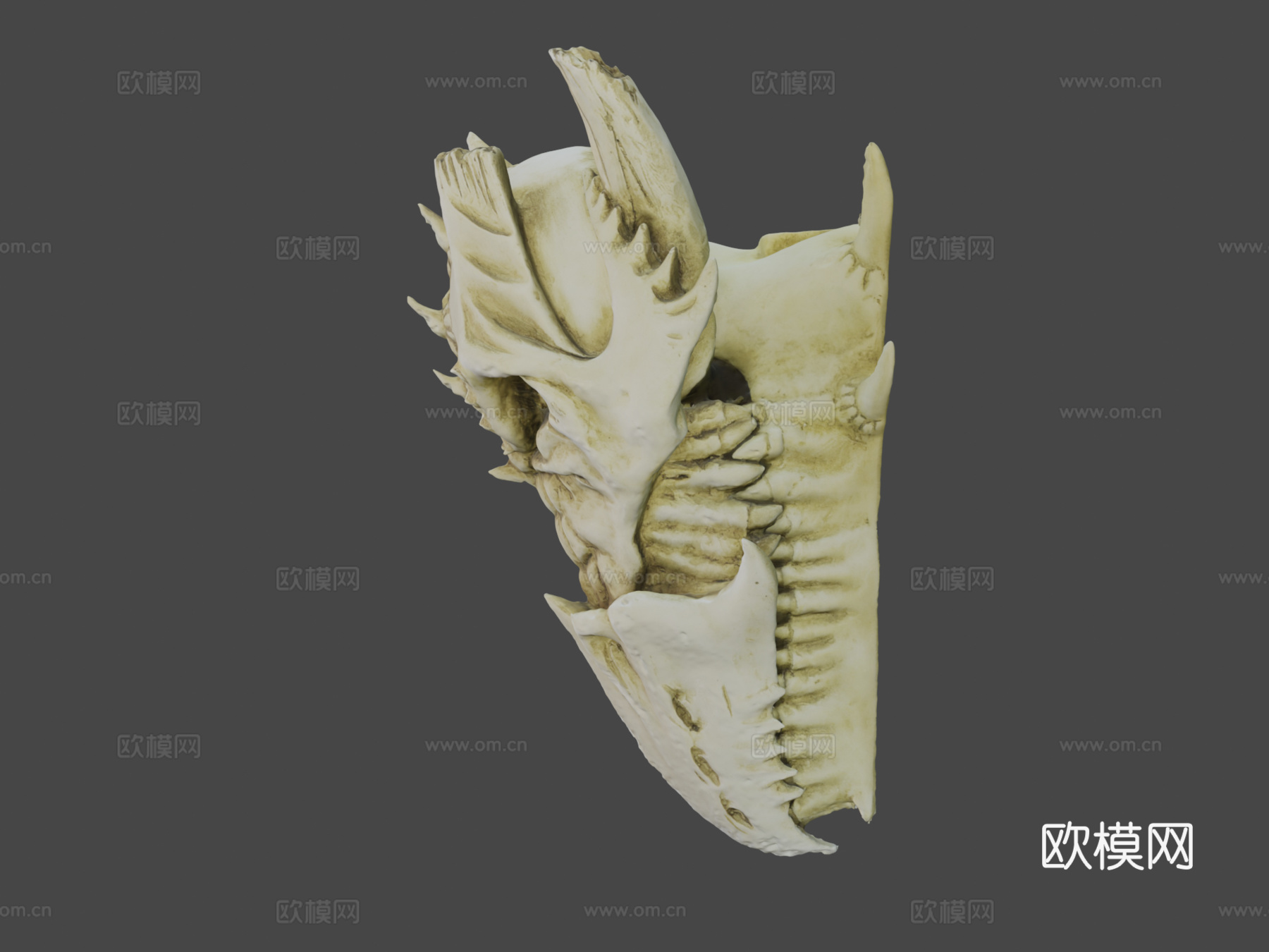 龙颅骨高分辨率3d模型