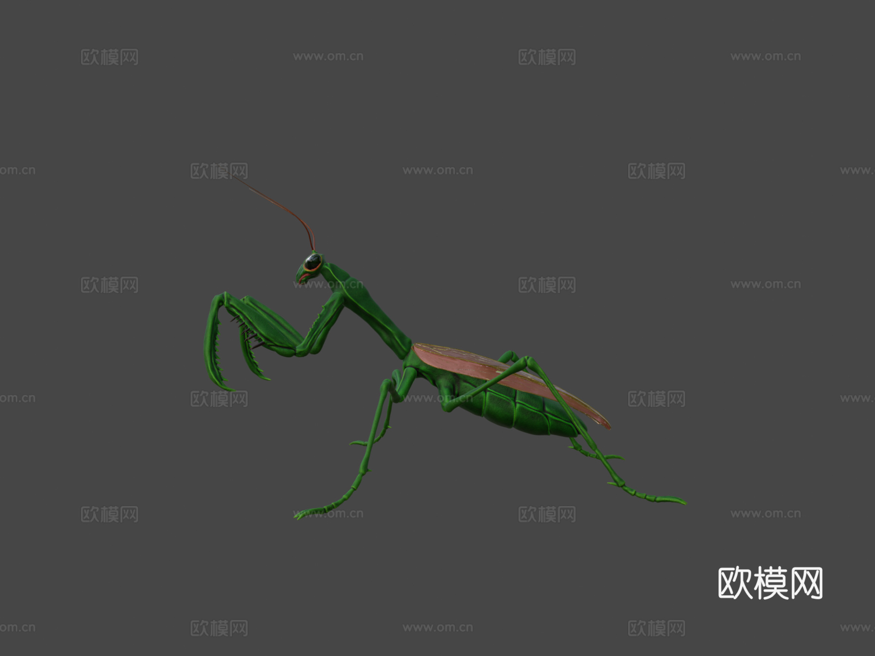螳螂3d模型下载（渲染图7）