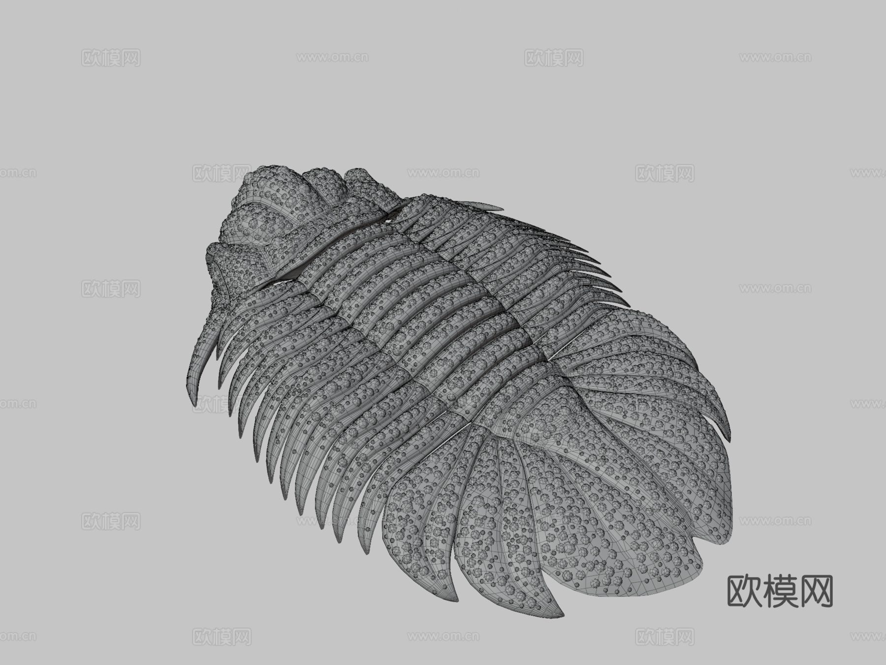 三叶虫近亲糙皮网冠虫3d模型下载（渲染图3）