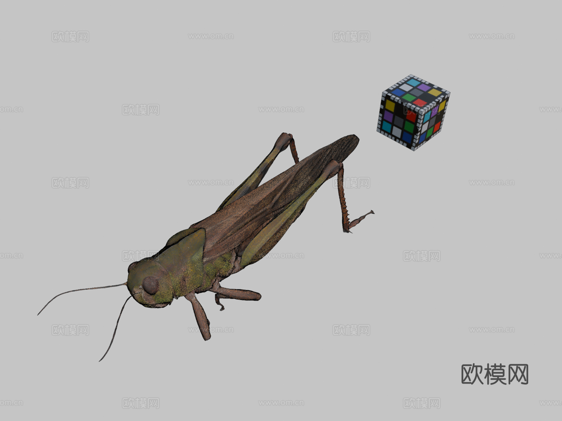 CC0东亚飞蝗迁徙蝗虫3d模型下载（渲染图2）