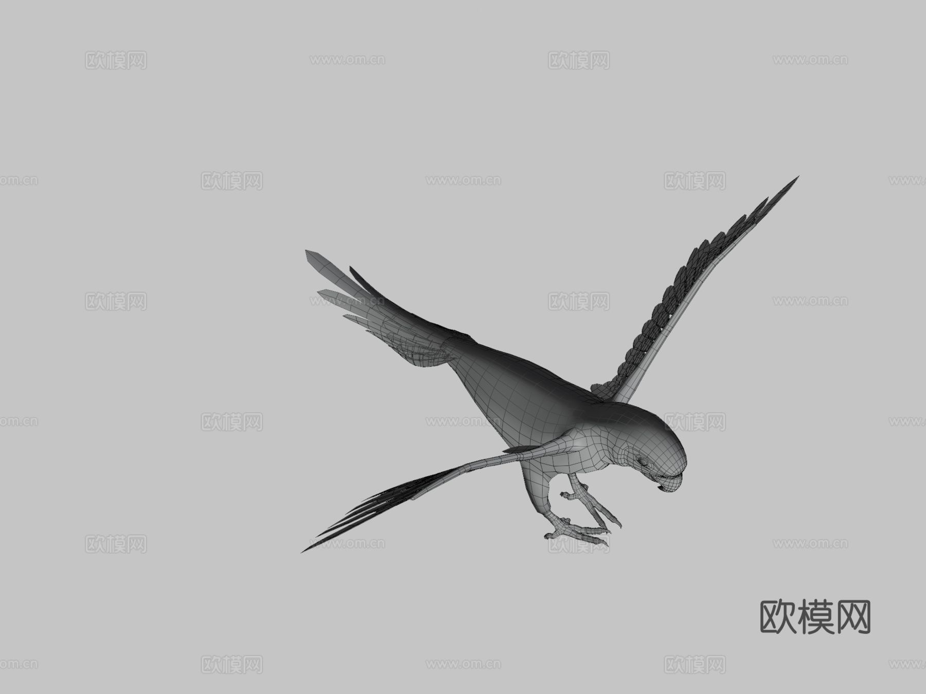 太阳锥尾鹦鹉低多边形3d模型下载（渲染图3）