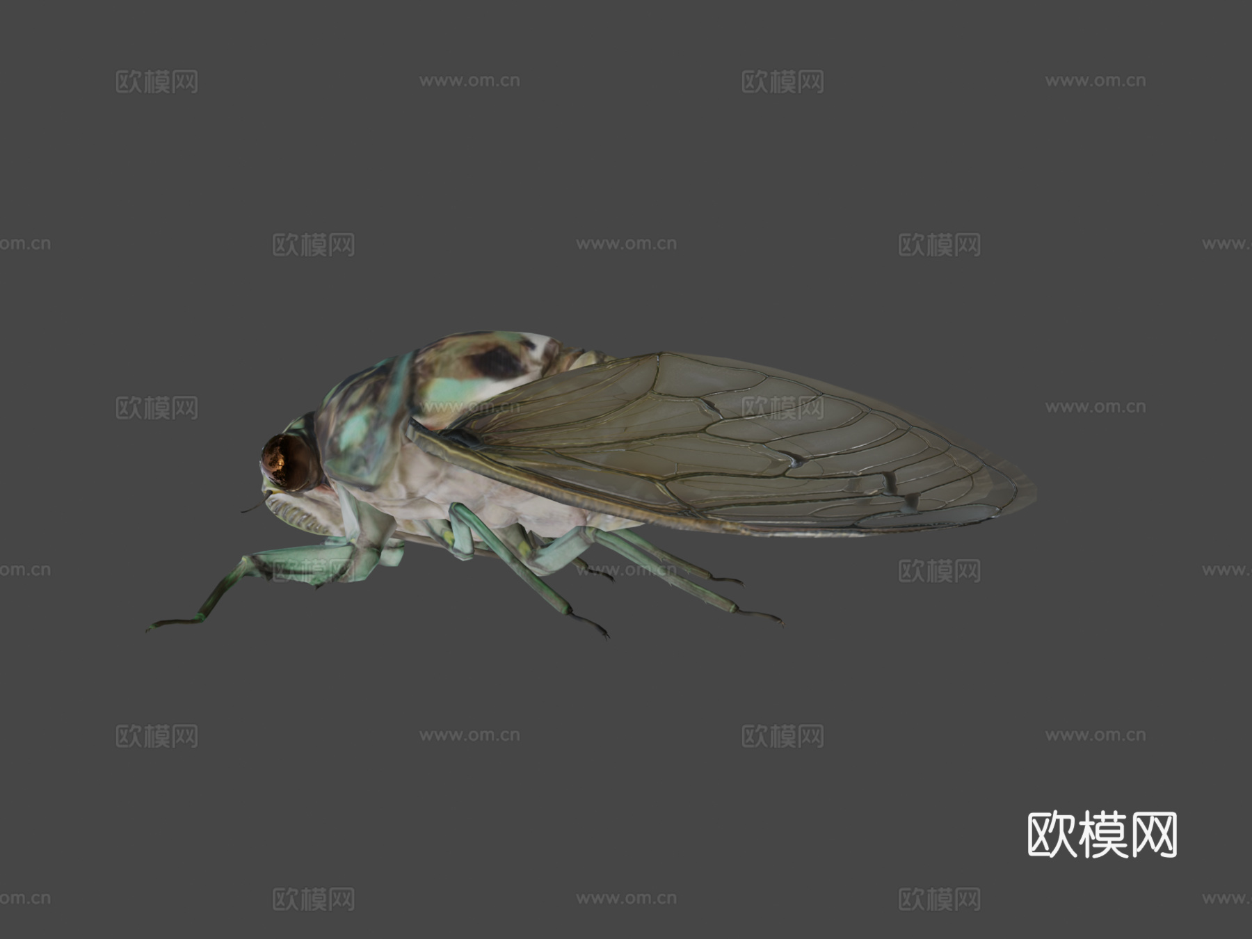 斑颈蝉3d模型下载（渲染图5）