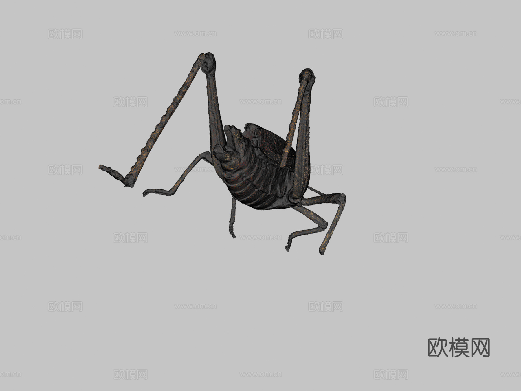 东方笨蝗3d模型下载（渲染图2）