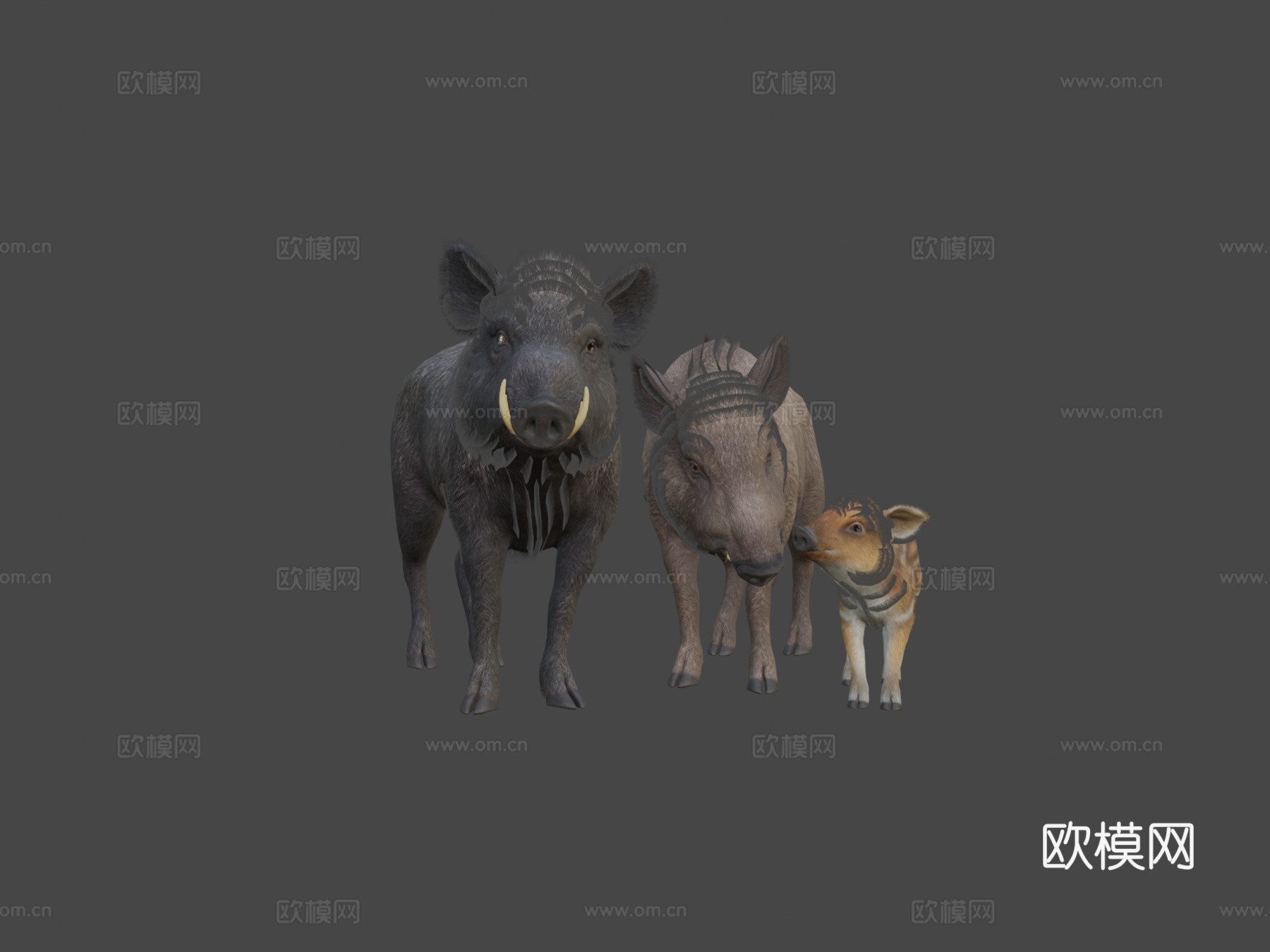 野猪家族3d模型下载（渲染图6）