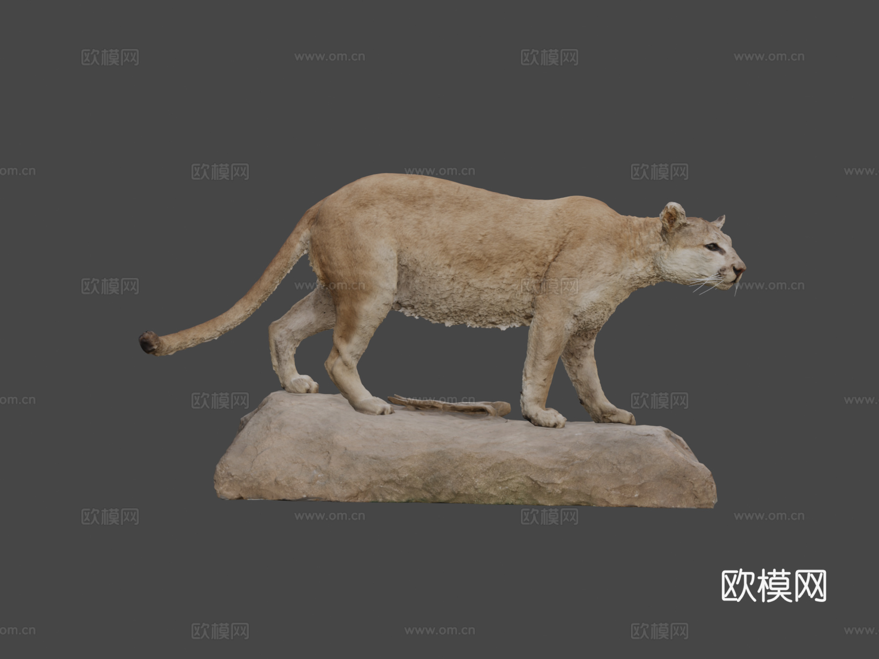 NSMTM32354美洲狮标本3d模型