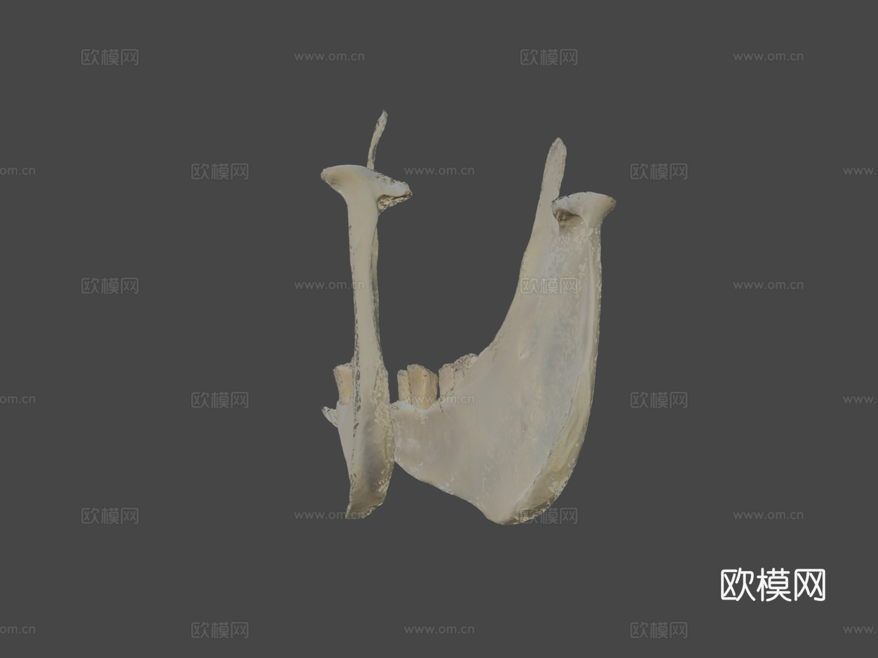 下颌骨驴3d模型下载（渲染图6）