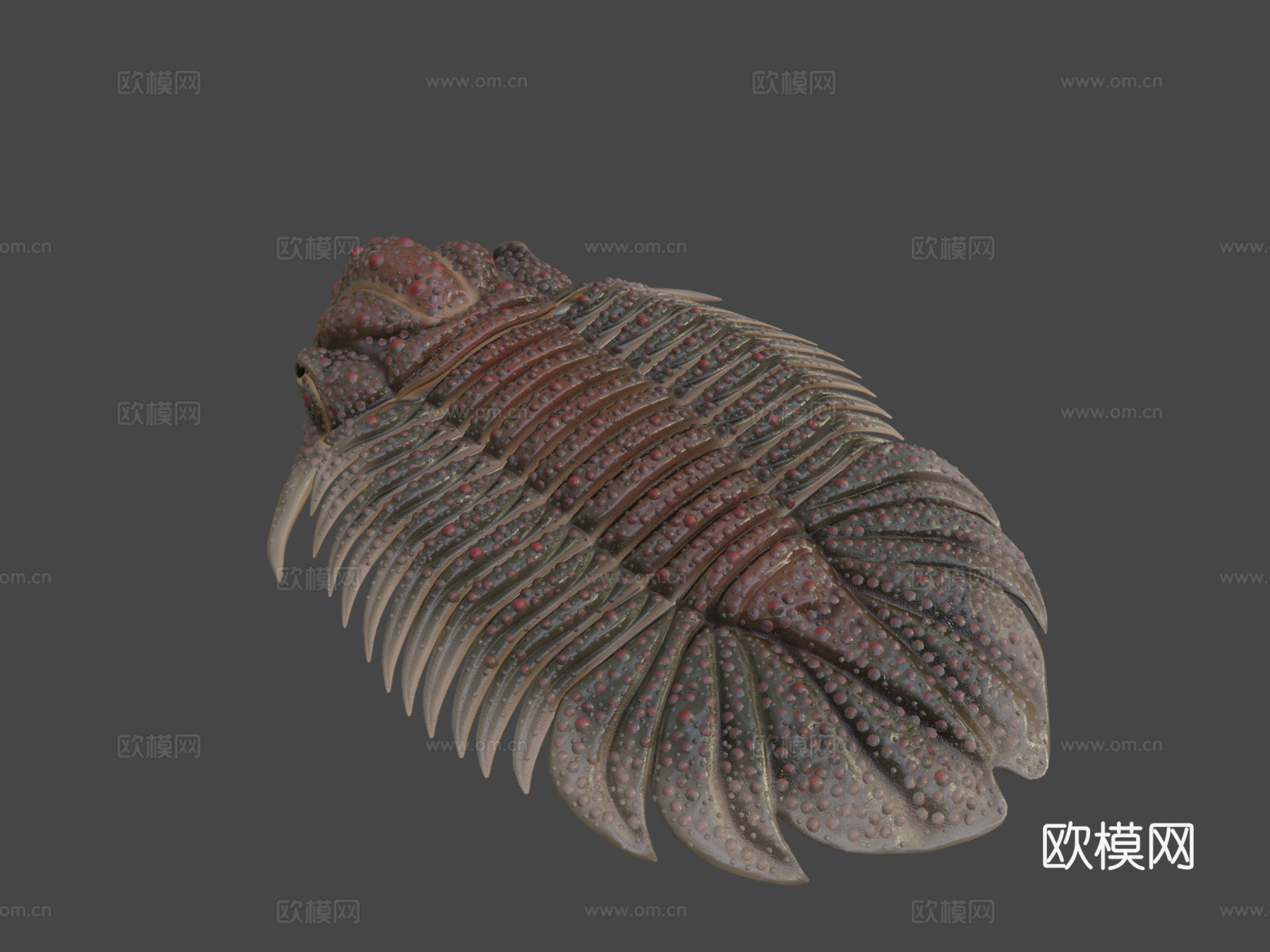 三叶虫近亲糙皮网冠虫3d模型下载（渲染图8）