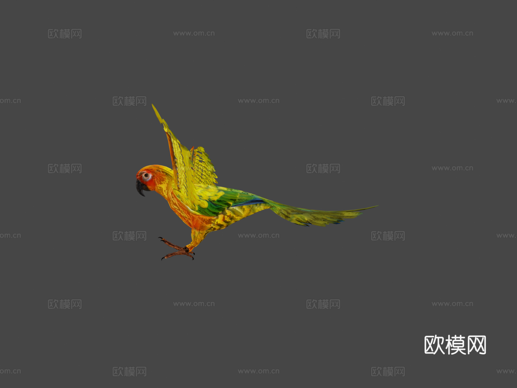 太阳锥尾鹦鹉低多边形3d模型下载（渲染图5）