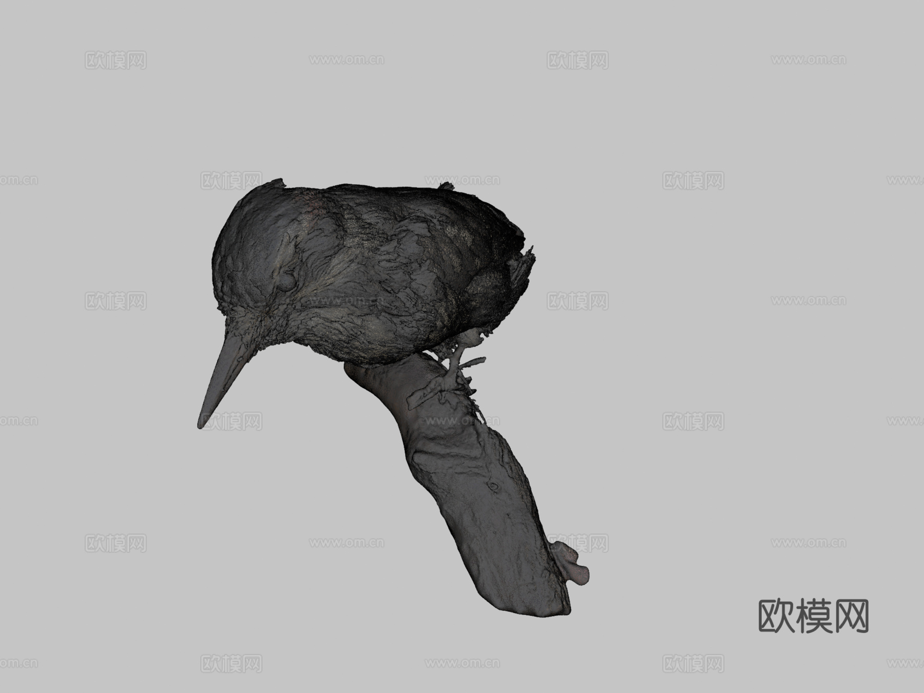 毛啄木鸟3d模型