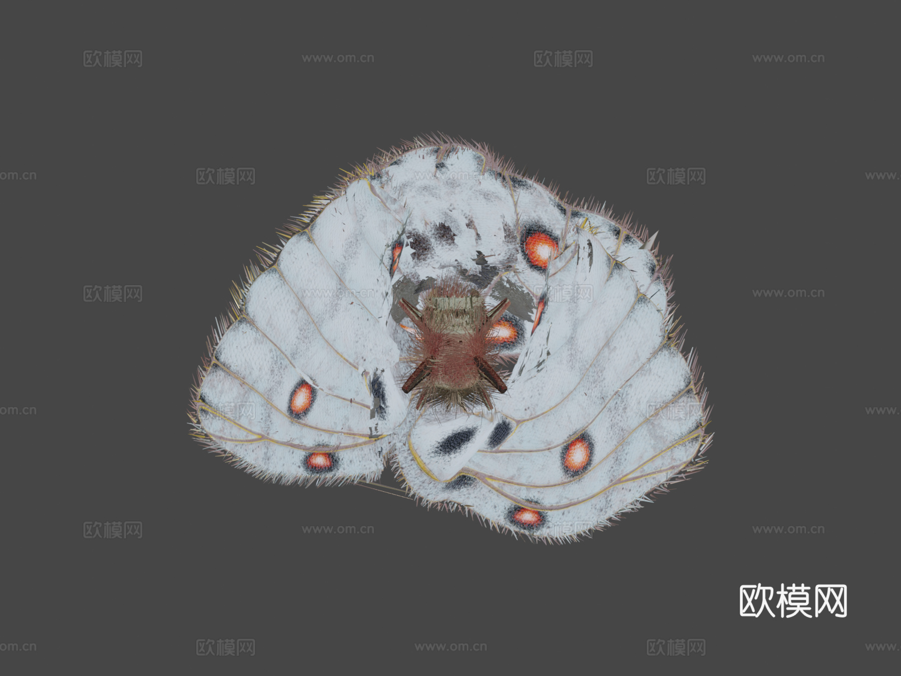 蝴蝶绑定动画PBR N2903d模型下载（渲染图8）