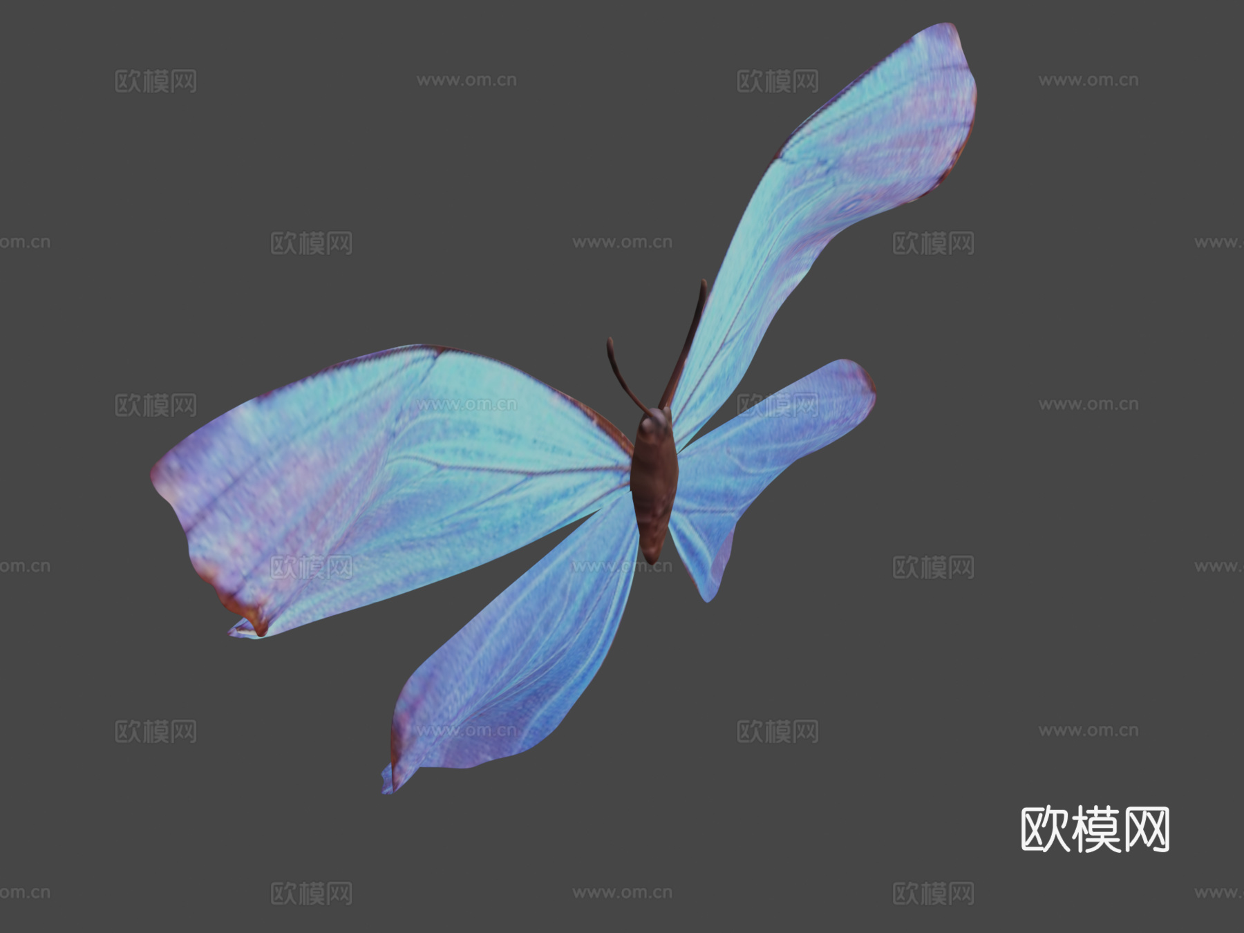 蝴蝶3d模型下载（渲染图5）