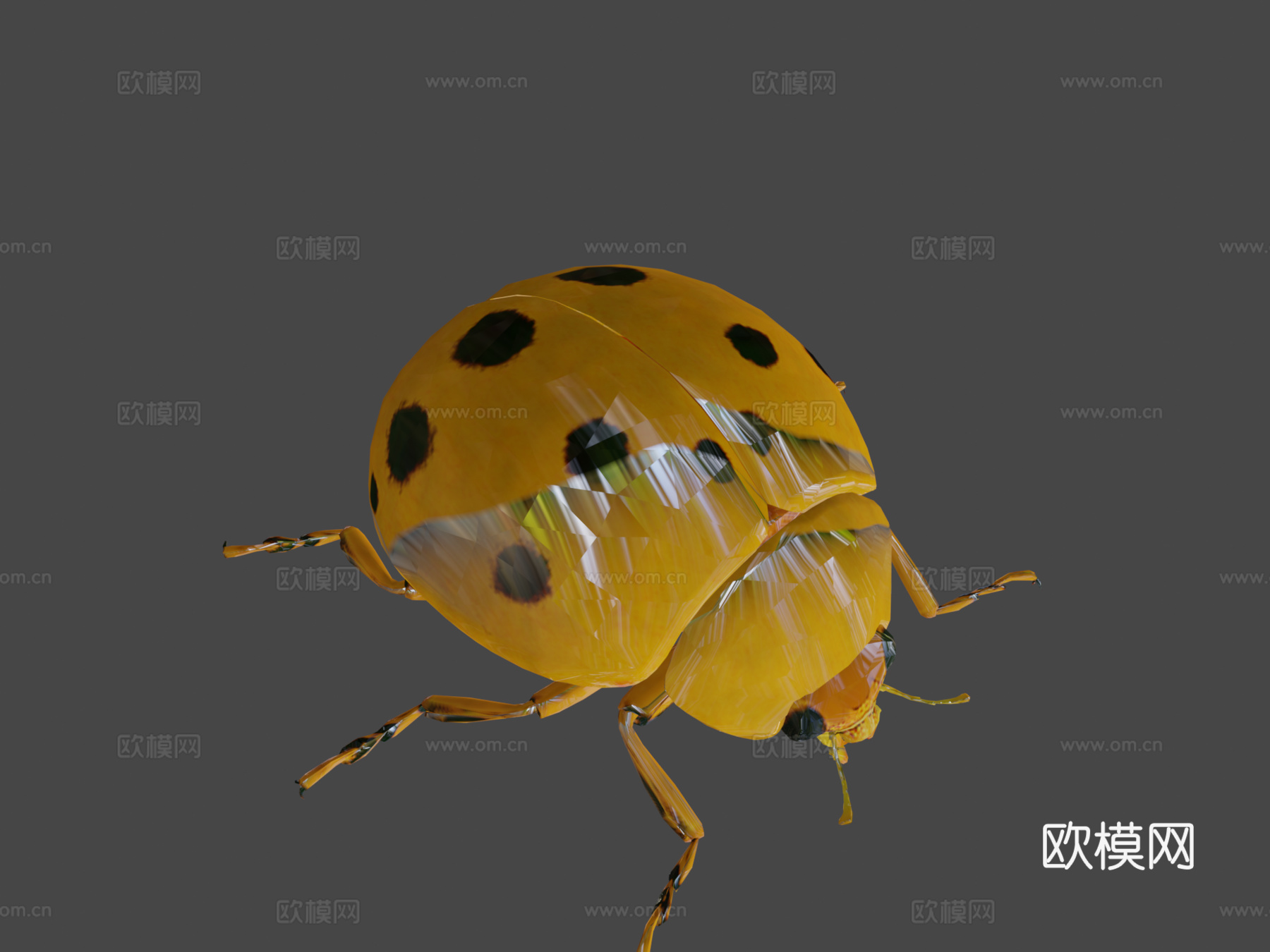 瓢虫低模3d模型下载（渲染图5）