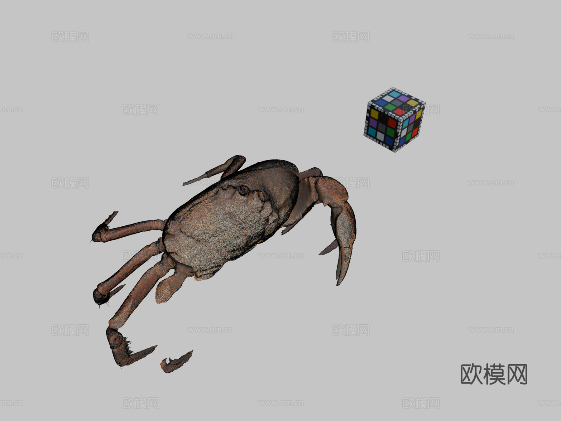 CC0泽蟹日本淡水蟹ffish.asiafloraZia.c3d模型下载（渲染图2）