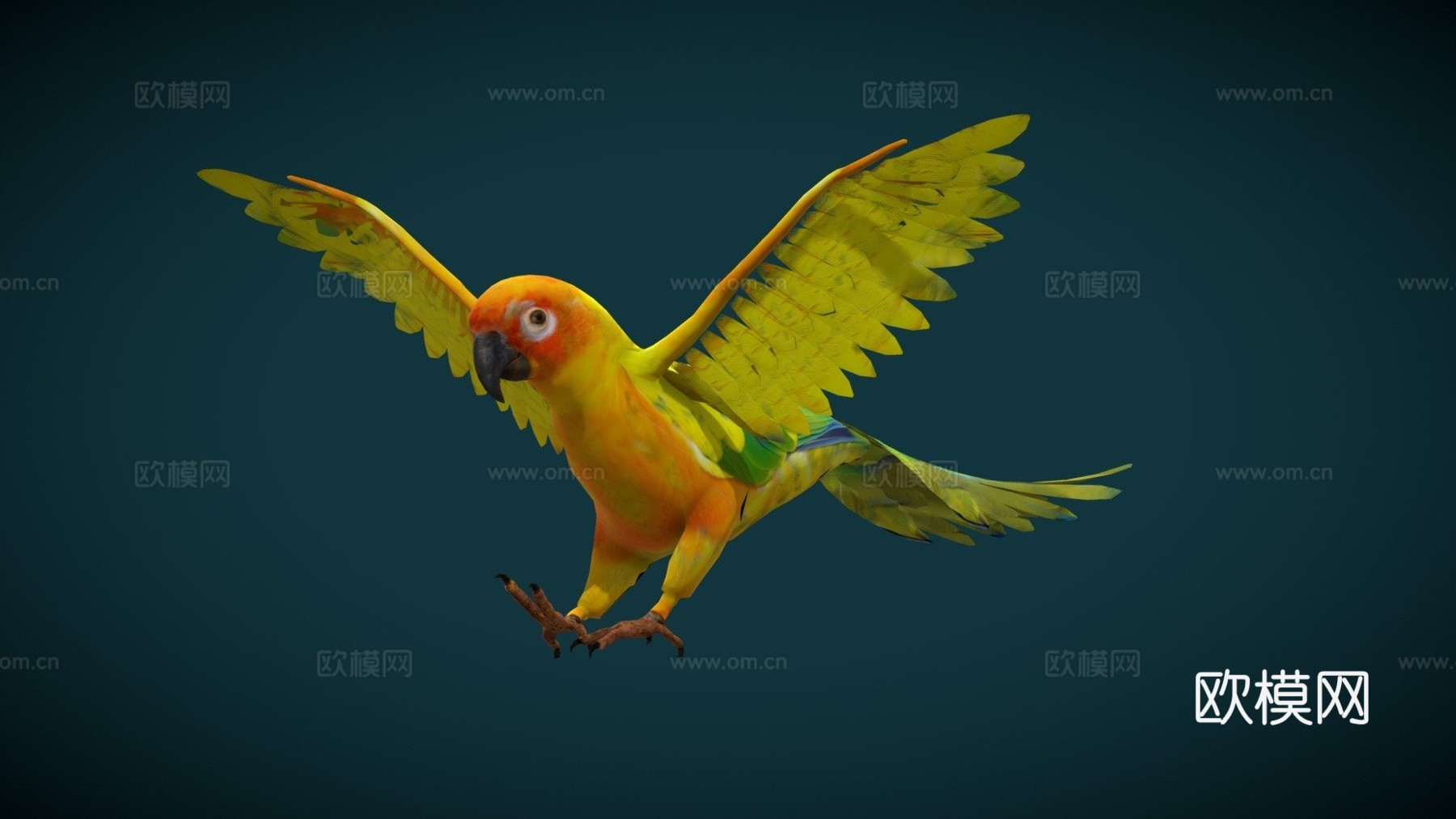 太阳锥尾鹦鹉低多边形3d模型下载（渲染图1）