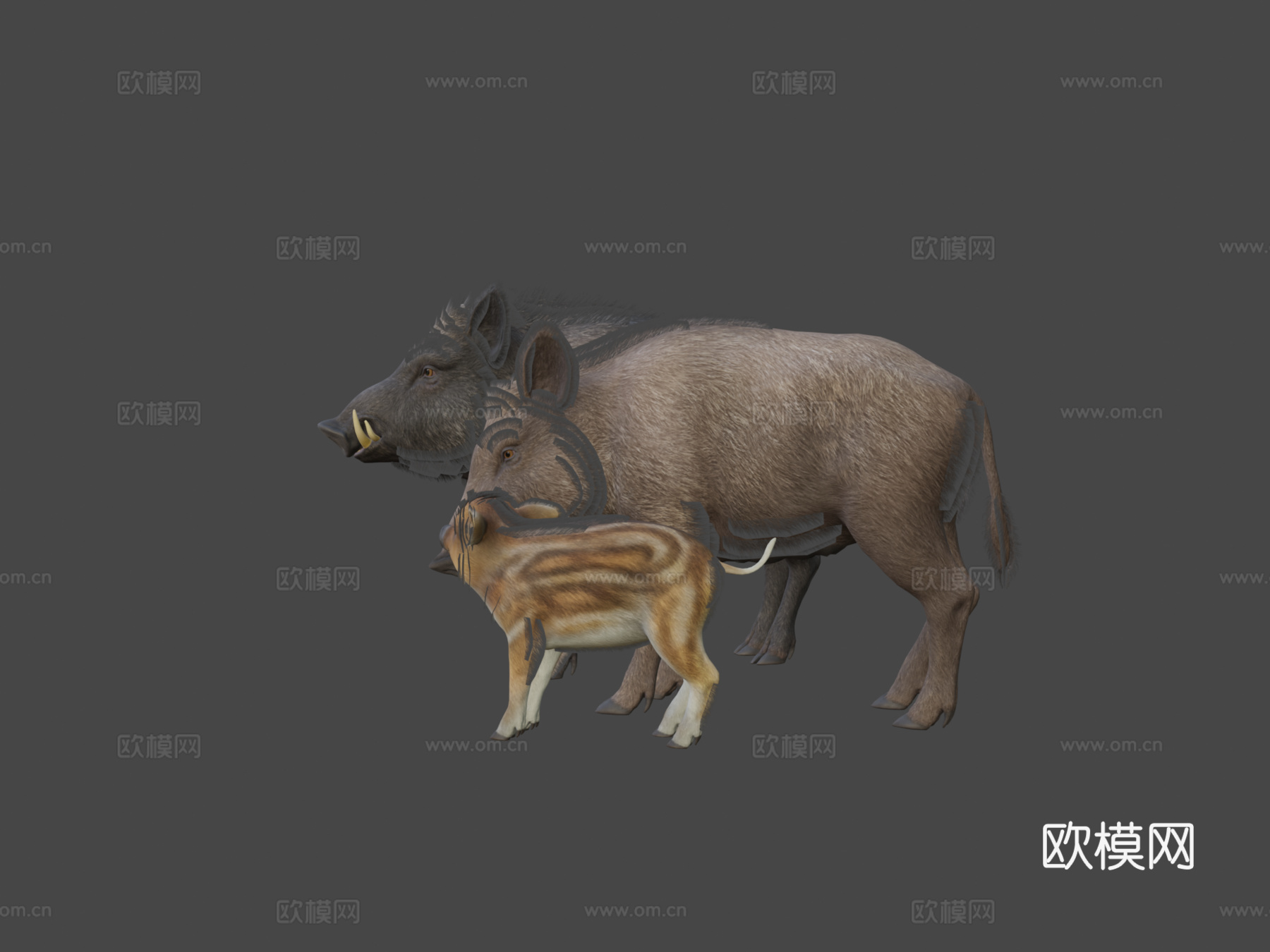 野猪家族3d模型下载（渲染图5）