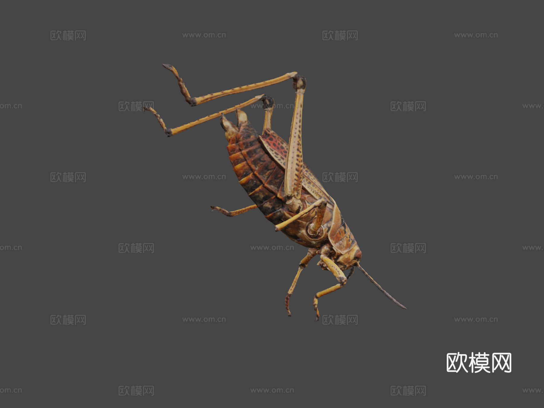 东方笨蝗3d模型下载（渲染图8）