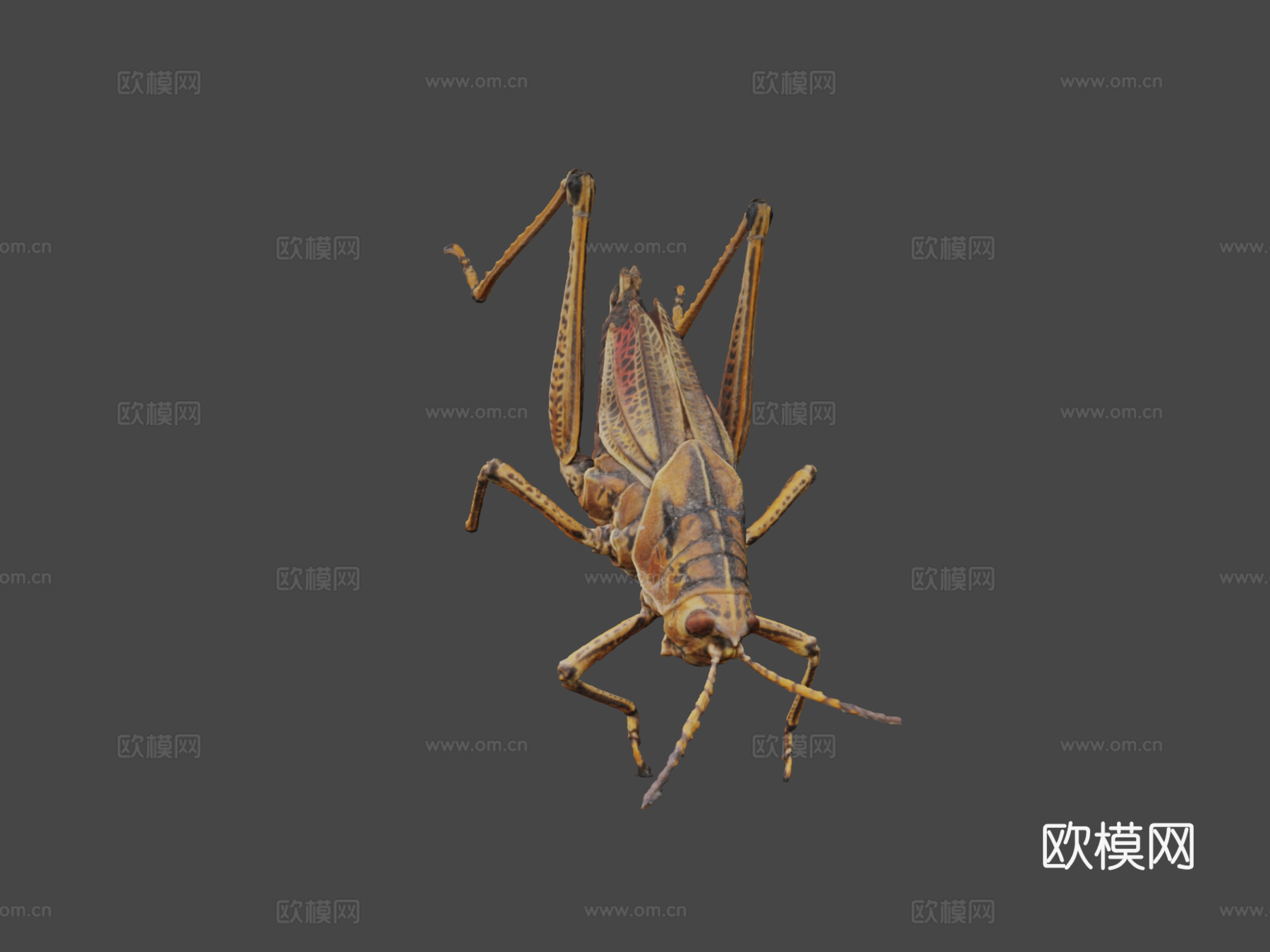 东方笨蝗3d模型下载（渲染图6）