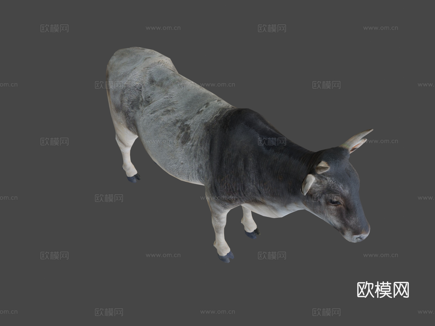 亚洲瘤牛低多边形3d模型下载（渲染图5）