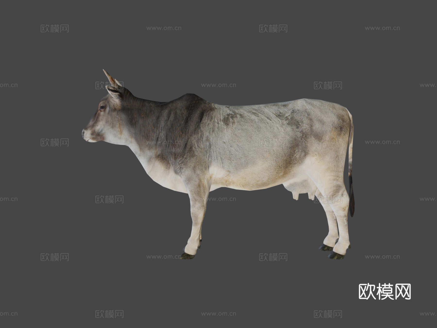 亚洲瘤牛低多边形3d模型下载（渲染图6）