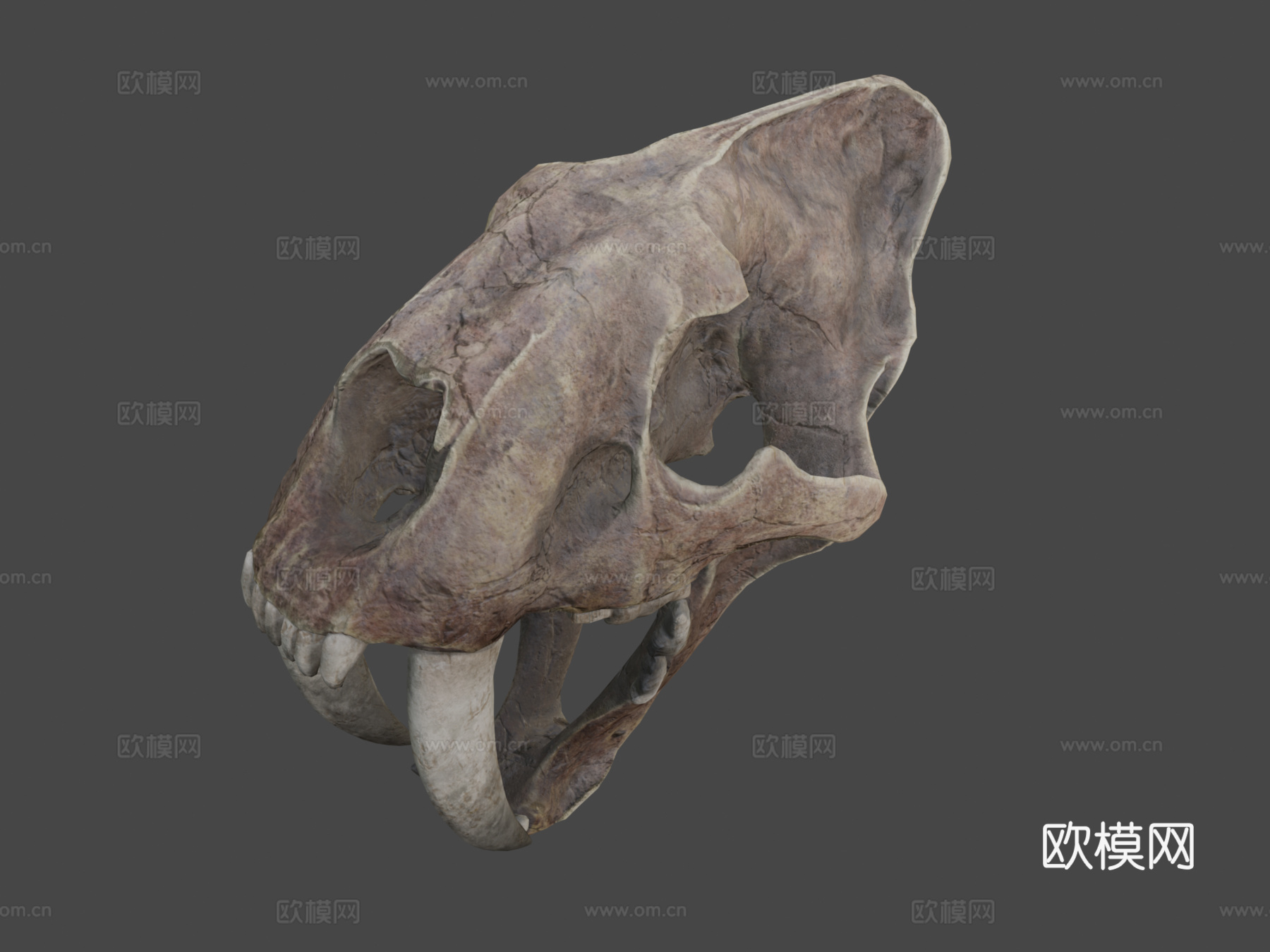 剑齿虎3d模型下载（渲染图6）