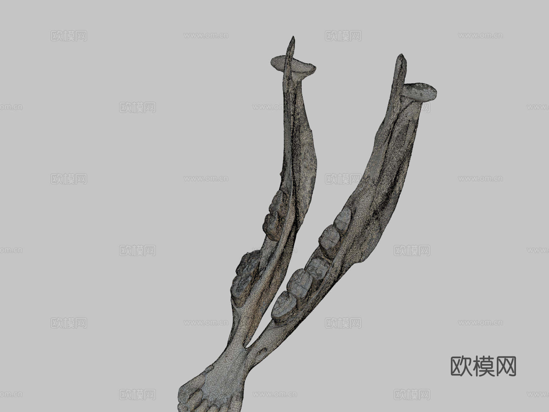 下颌骨驴3d模型下载（渲染图2）