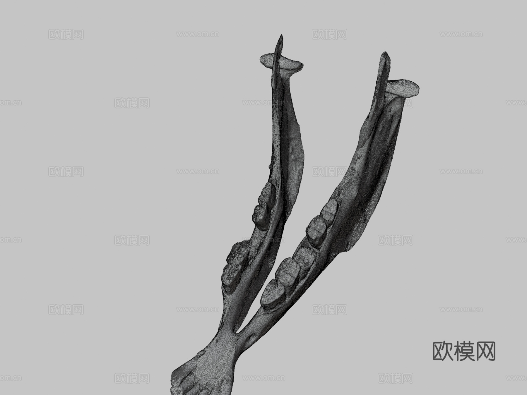 下颌骨驴3d模型下载（渲染图3）