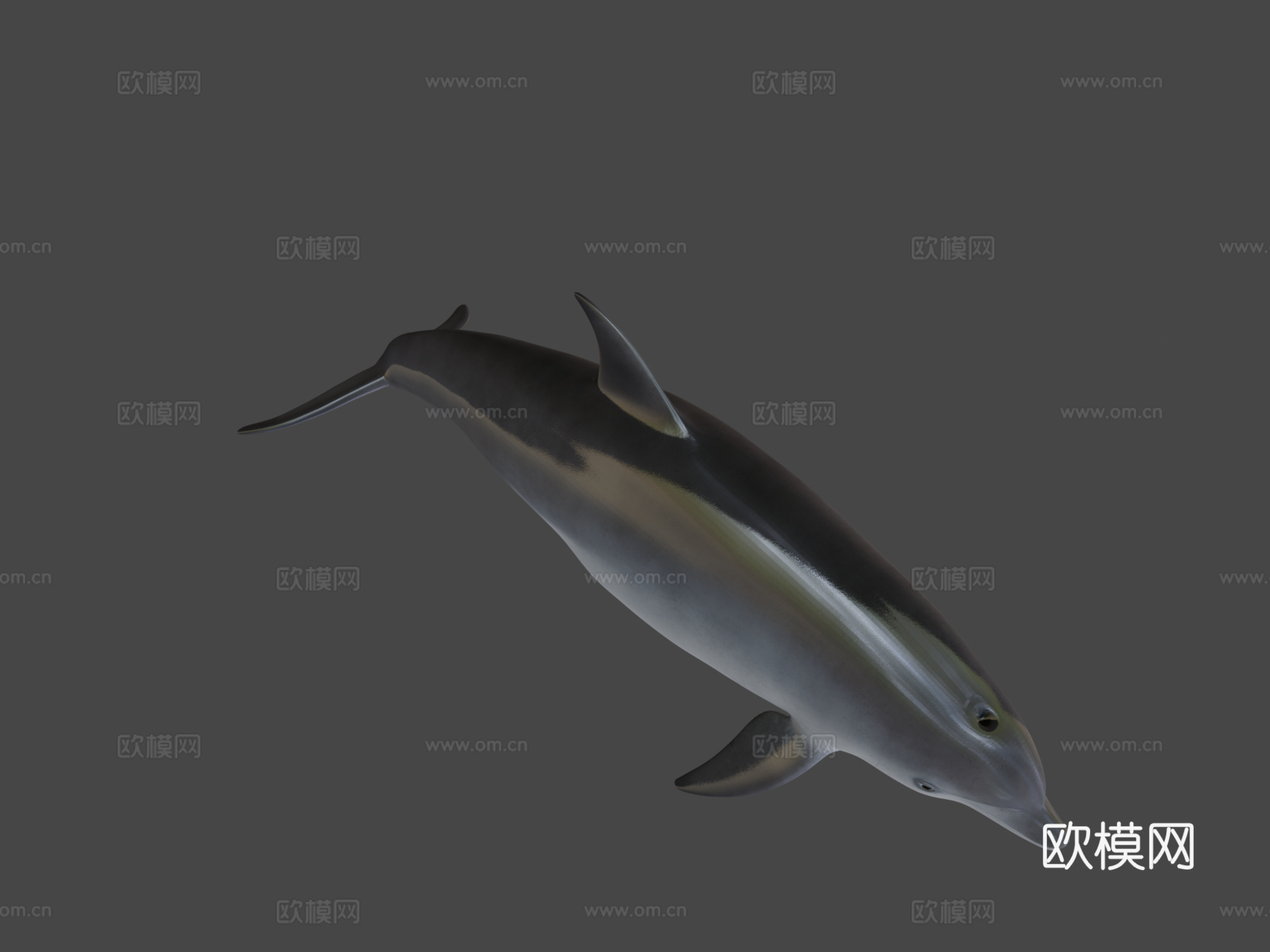 海豚3d模型
