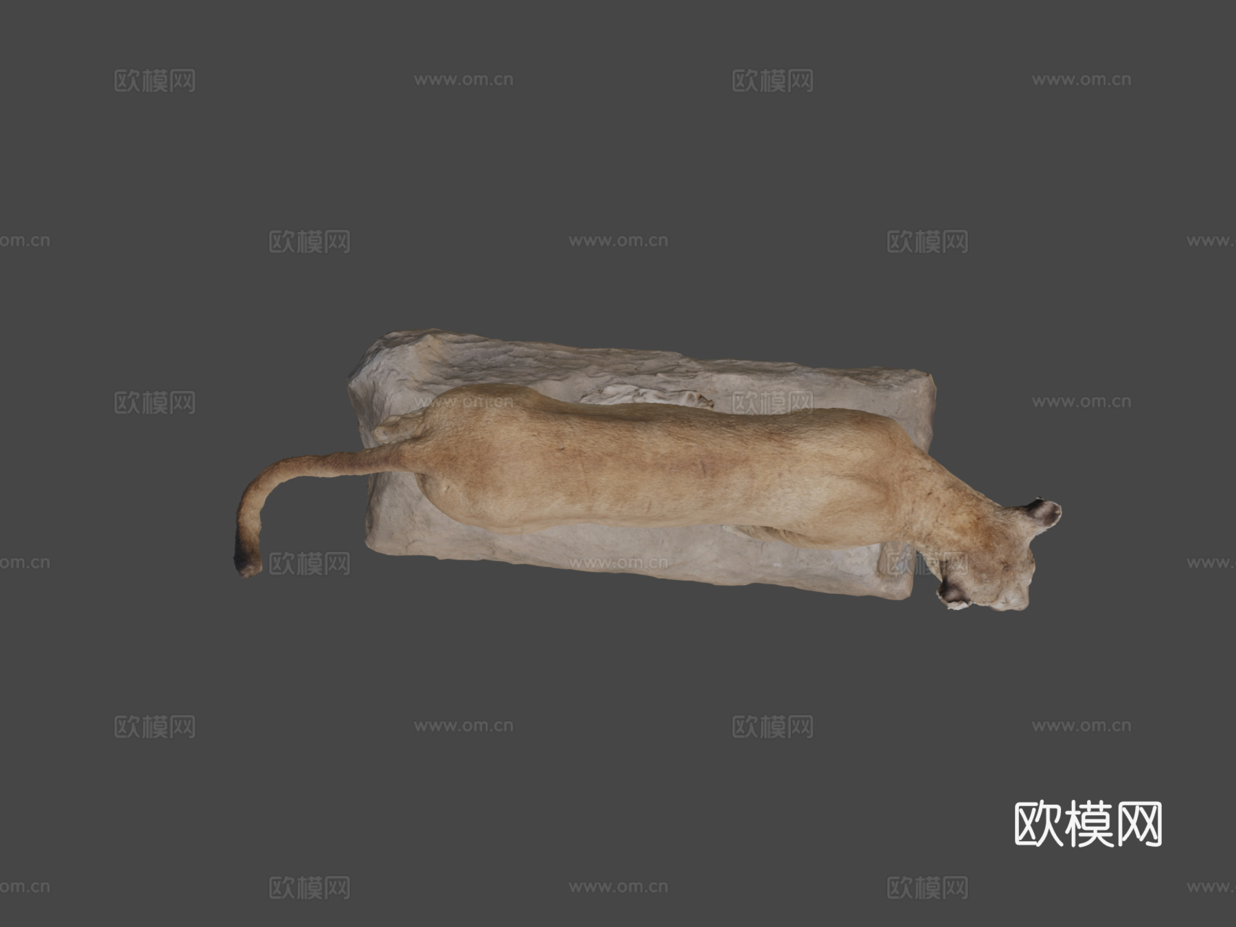 NSMTM32354美洲狮标本3d模型