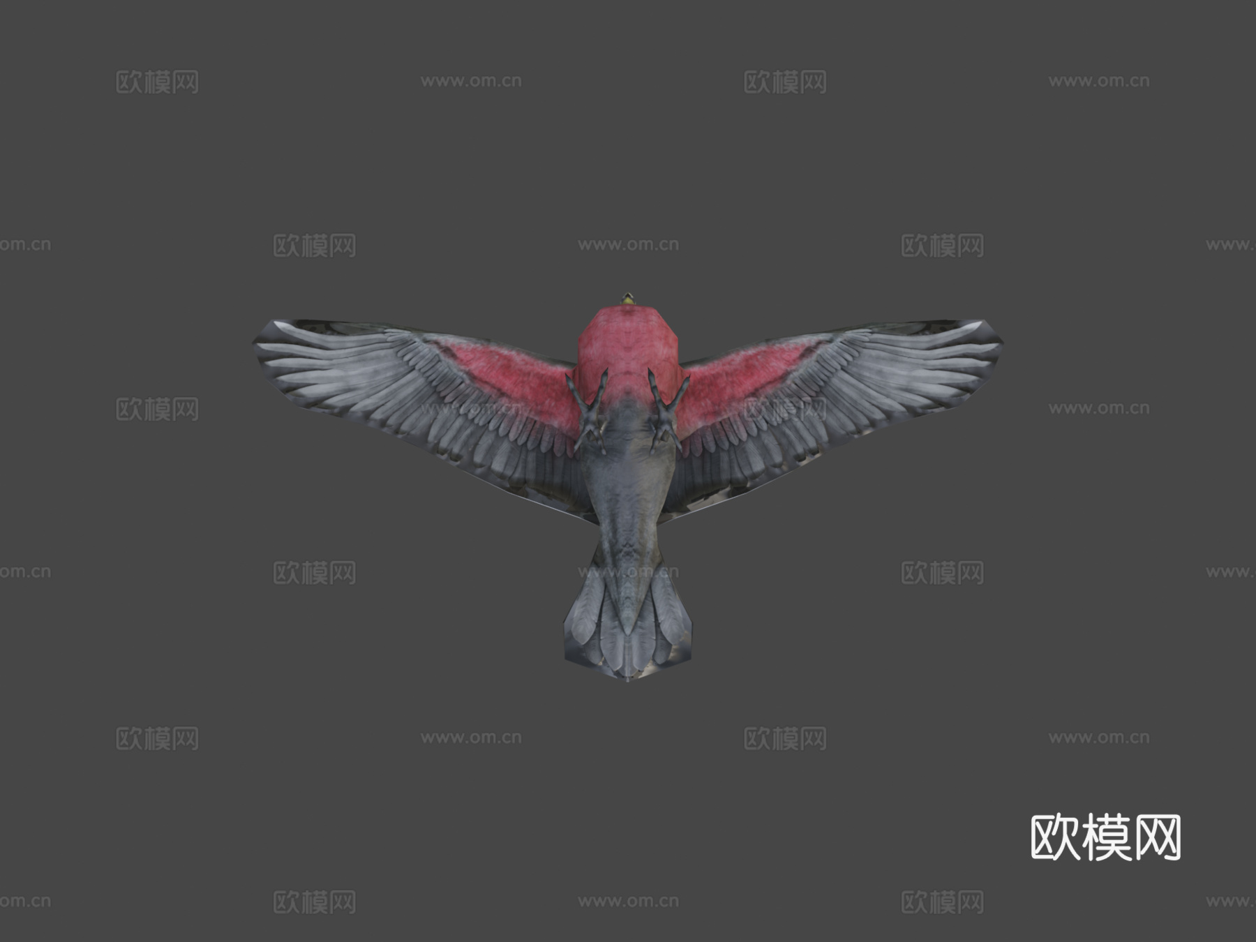 澳大利亚粉红鹦鹉低多边形移动版3d模型下载（渲染图5）