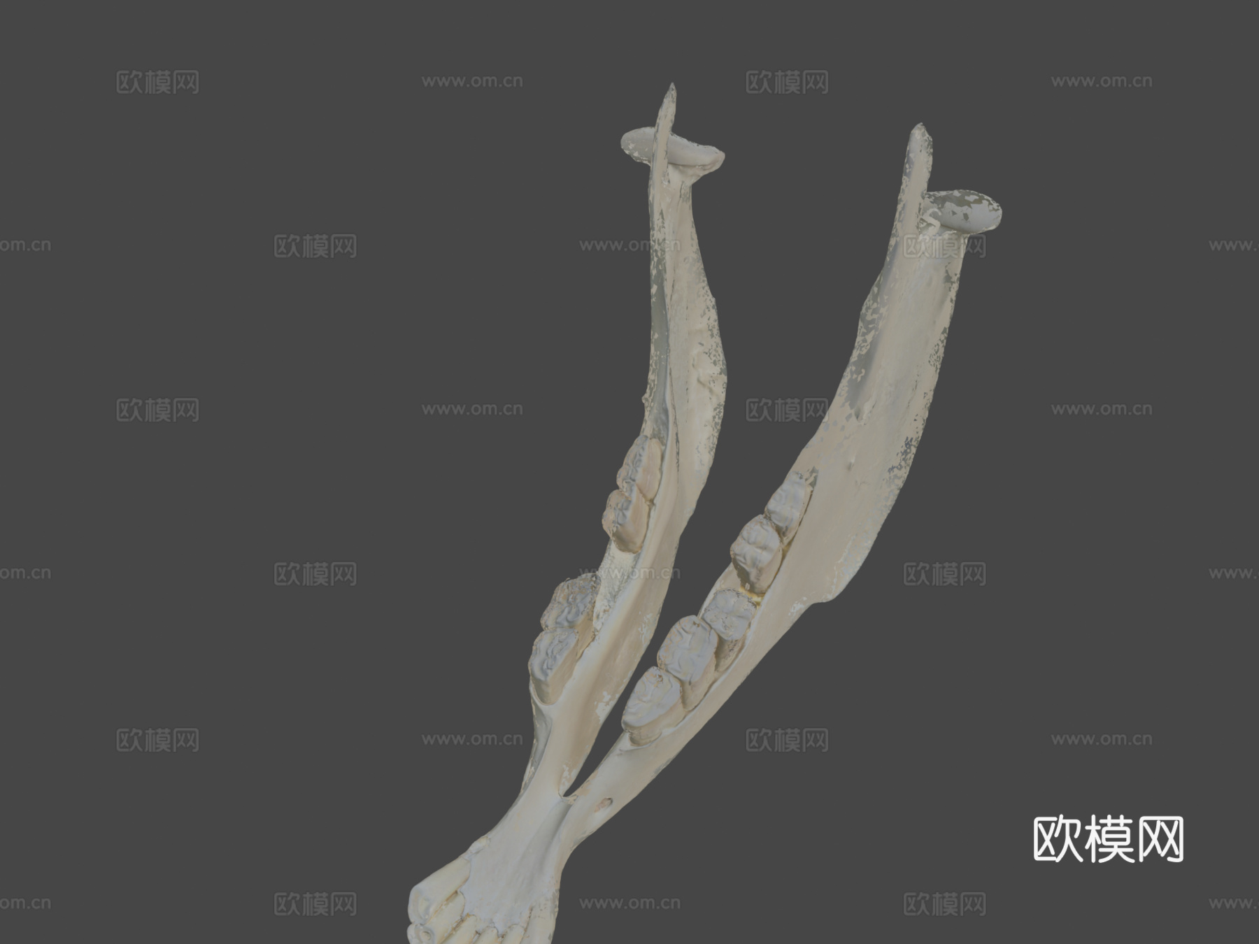 下颌骨驴3d模型下载（渲染图7）