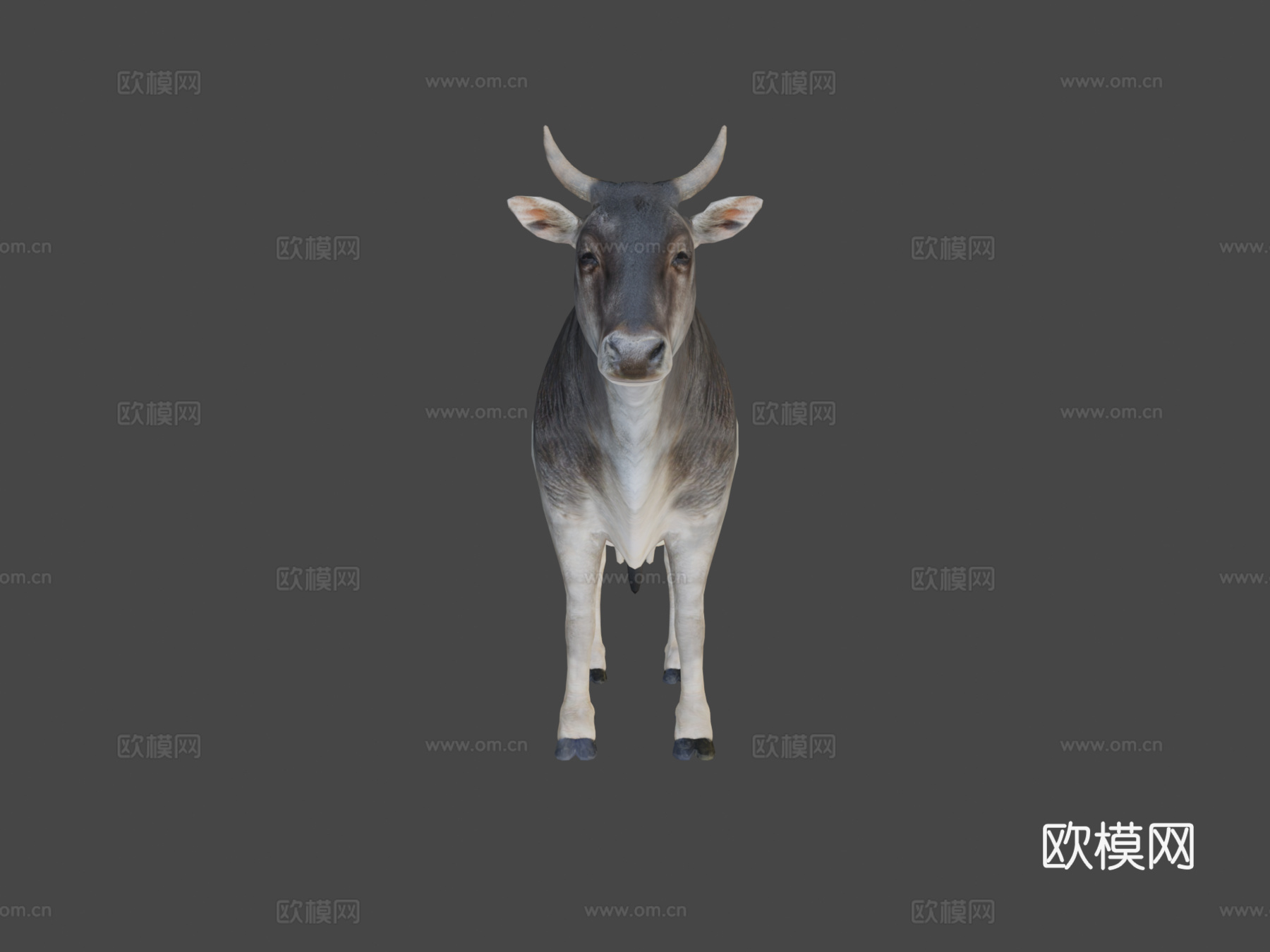 亚洲瘤牛低多边形3d模型下载（渲染图7）