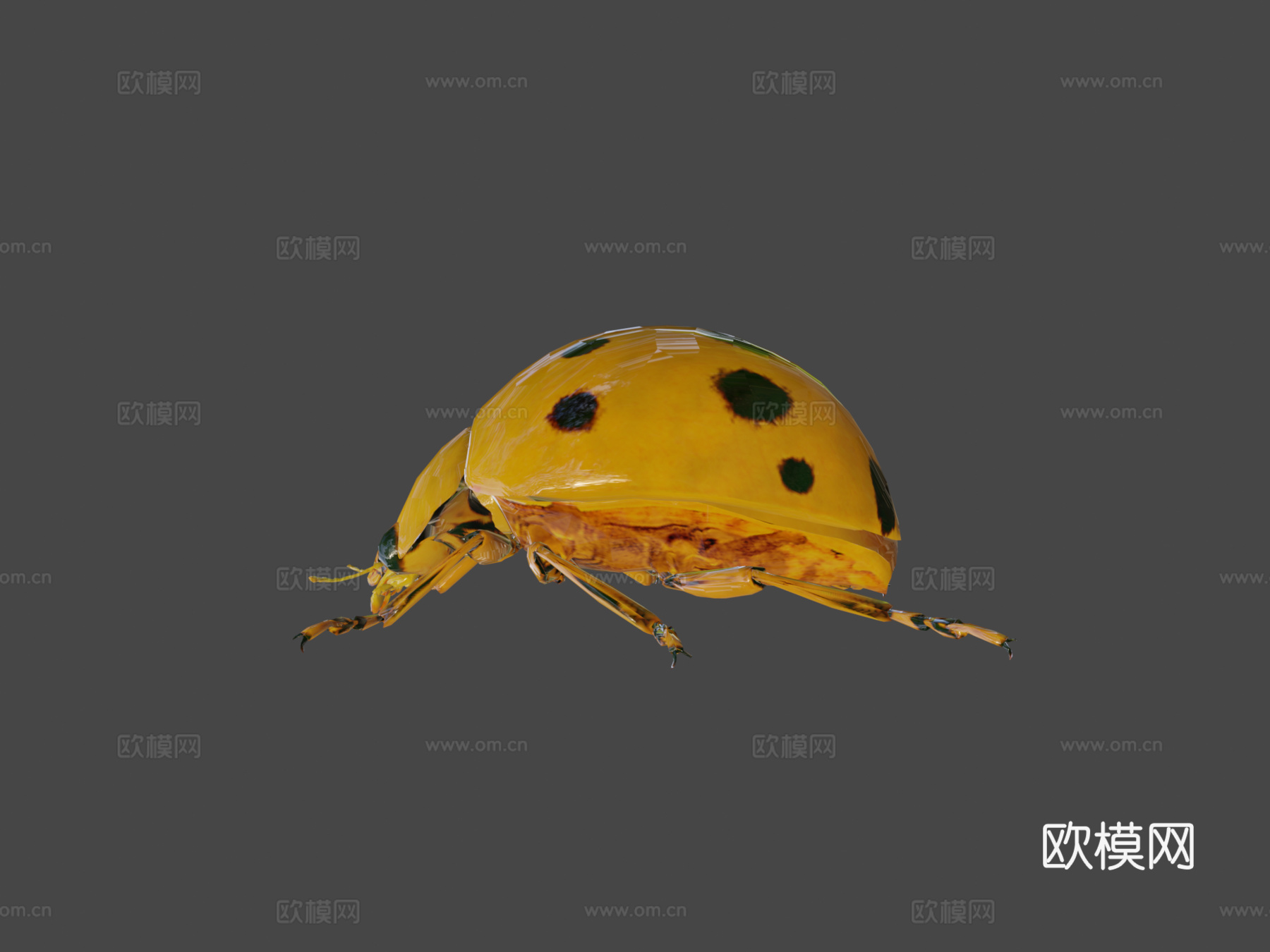 瓢虫低模3d模型下载（渲染图8）