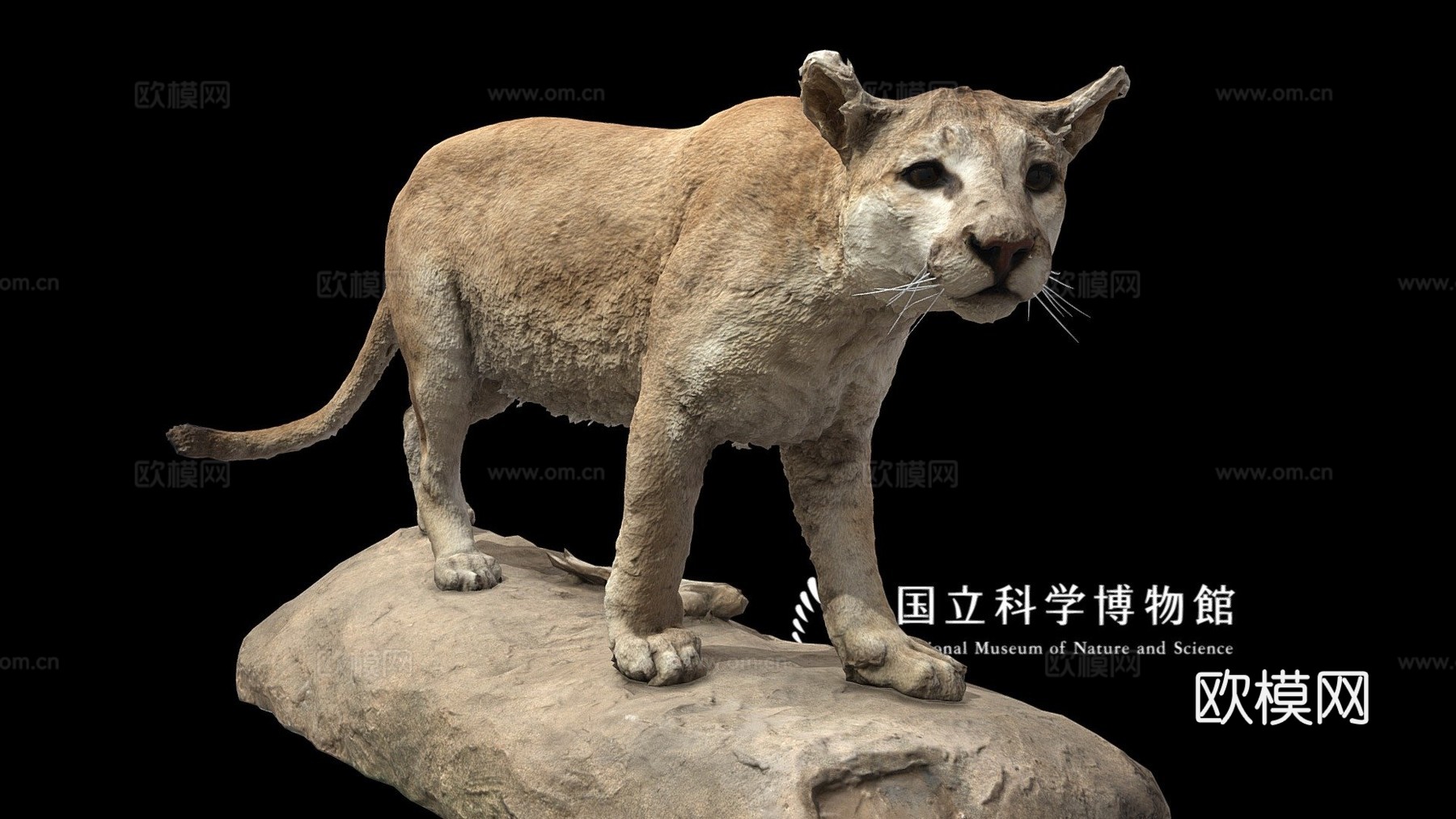 NSMTM32354美洲狮标本3d模型