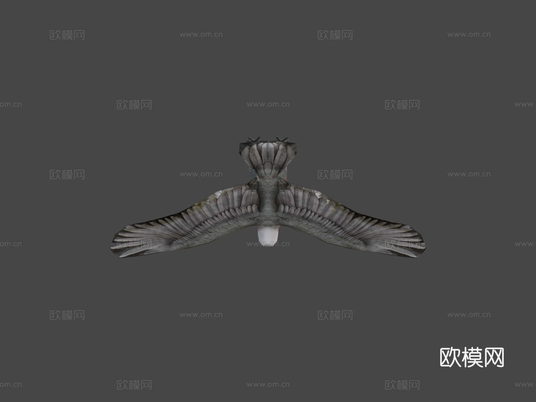 澳大利亚粉红鹦鹉低多边形移动版3d模型下载（渲染图7）