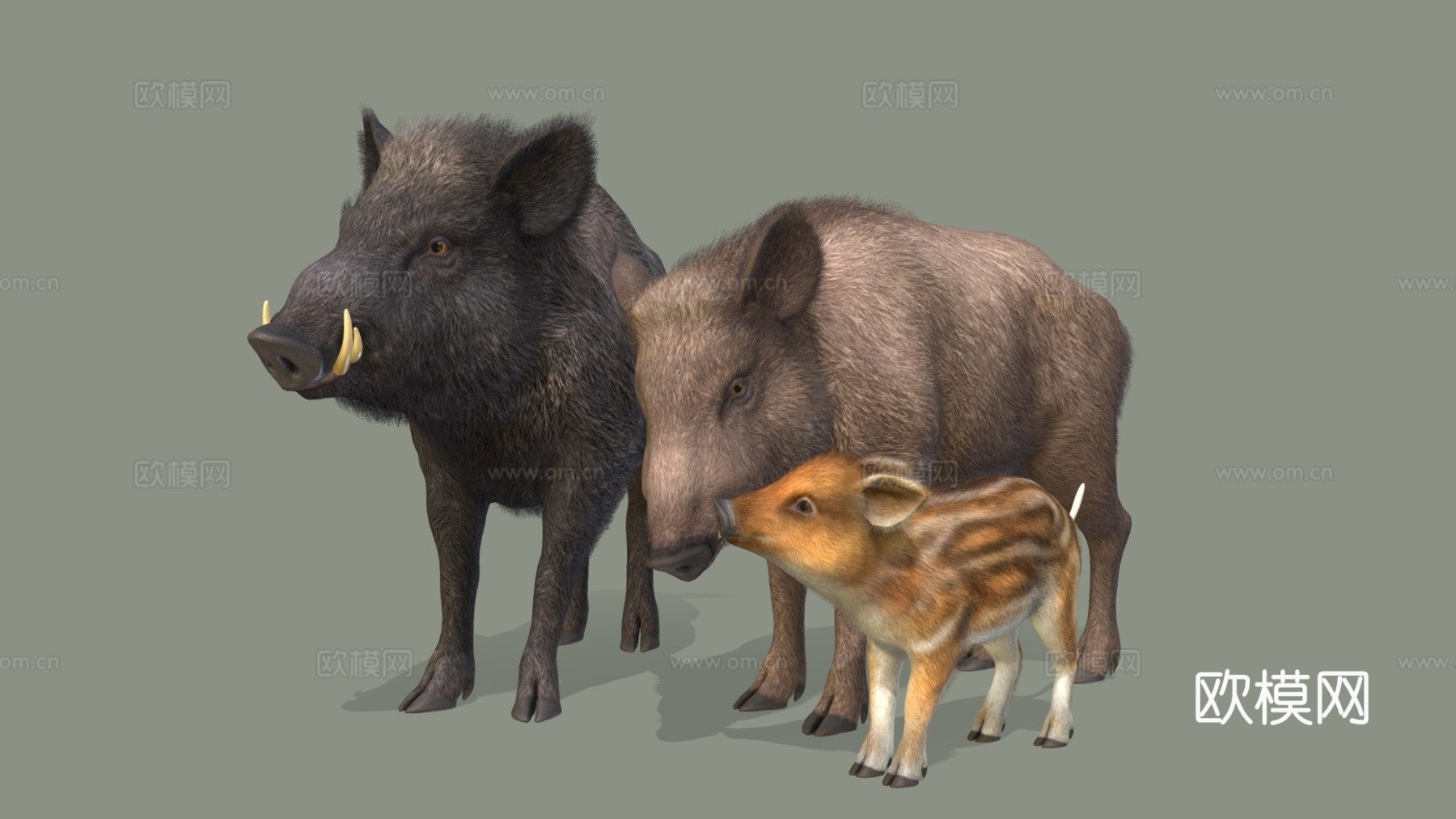 野猪家族3d模型下载（渲染图1）