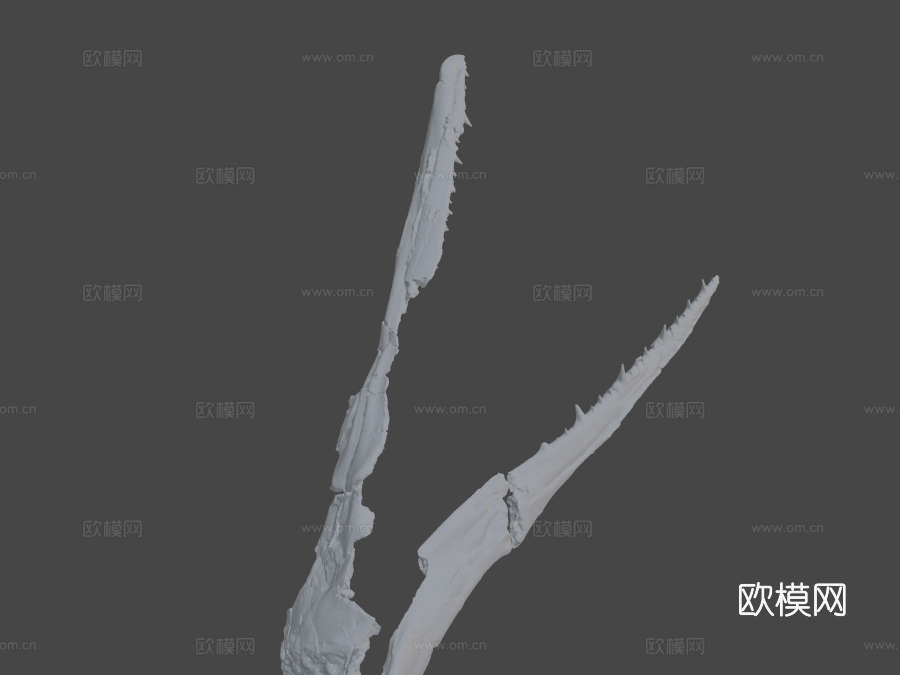 ChM PV4768桑氏伪齿鸟头骨3d模型下载（渲染图8）