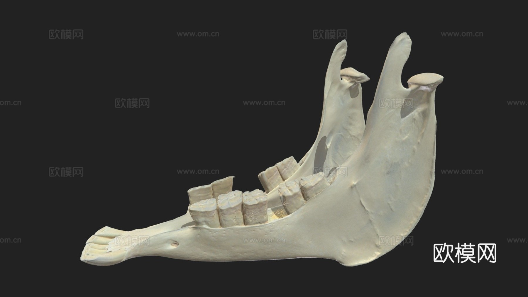 下颌骨驴3d模型下载（渲染图1）