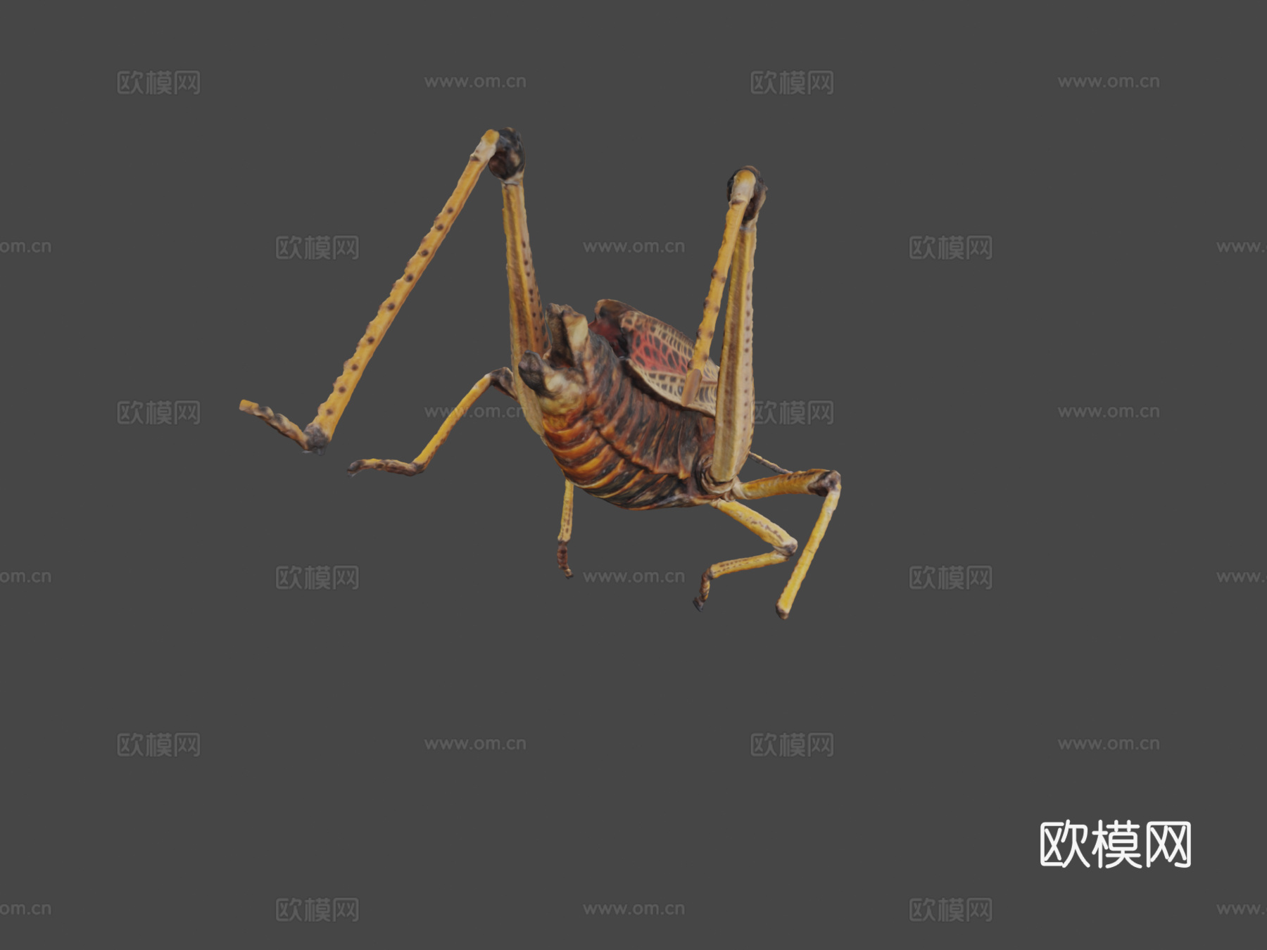 东方笨蝗3d模型下载（渲染图7）