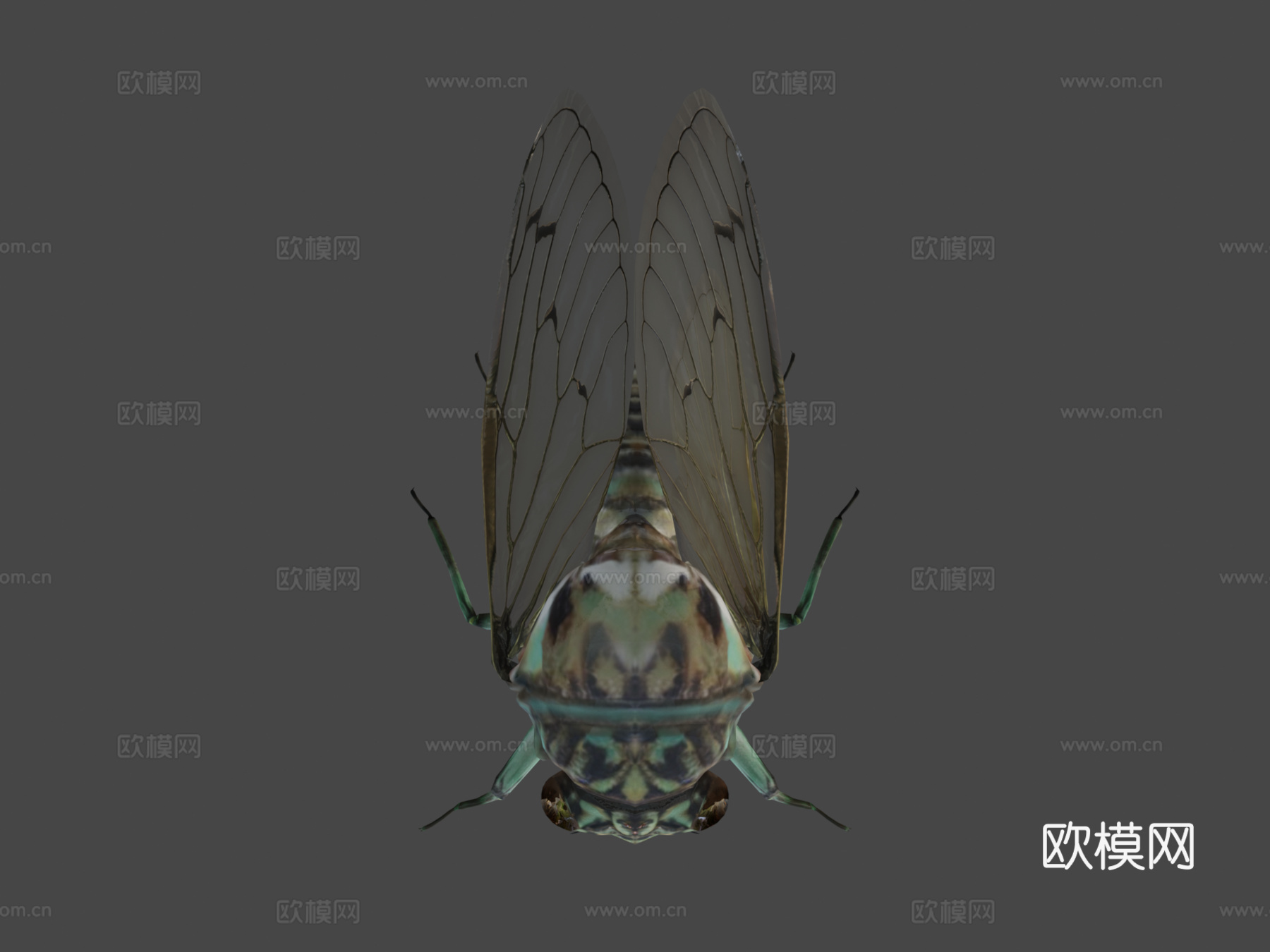 斑颈蝉3d模型下载（渲染图8）