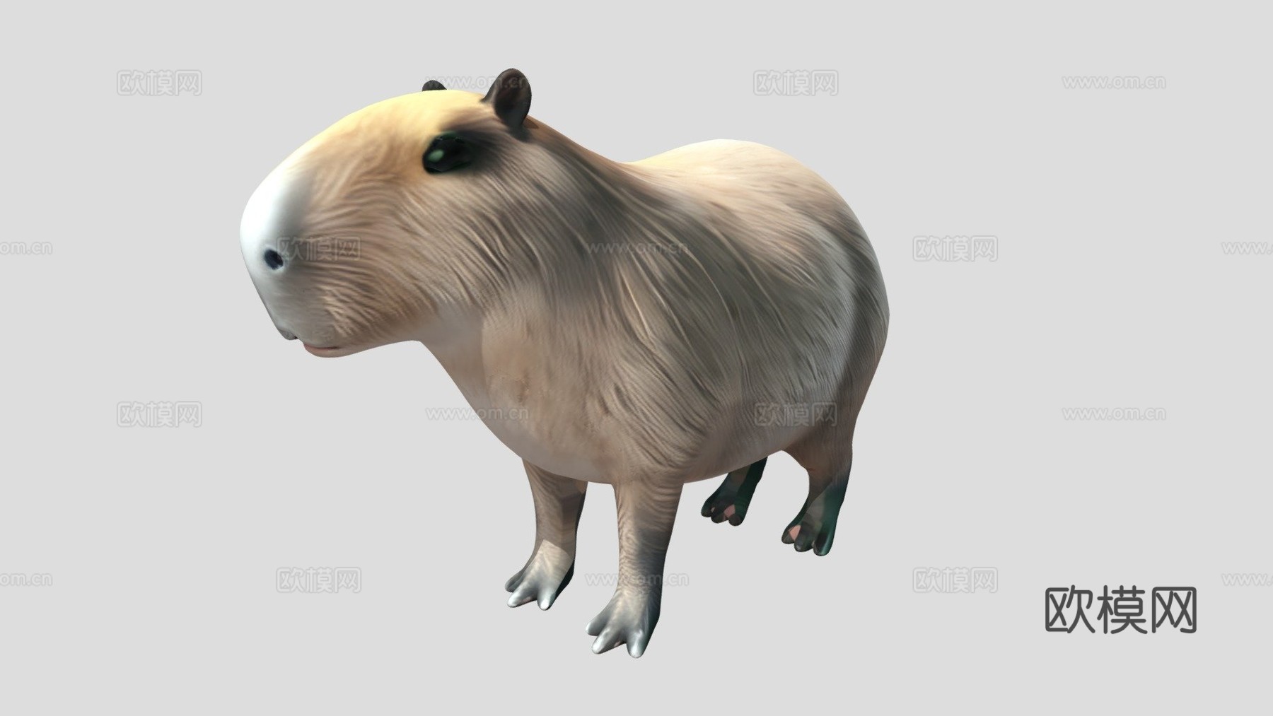 水豚3d模型下载（渲染图1）