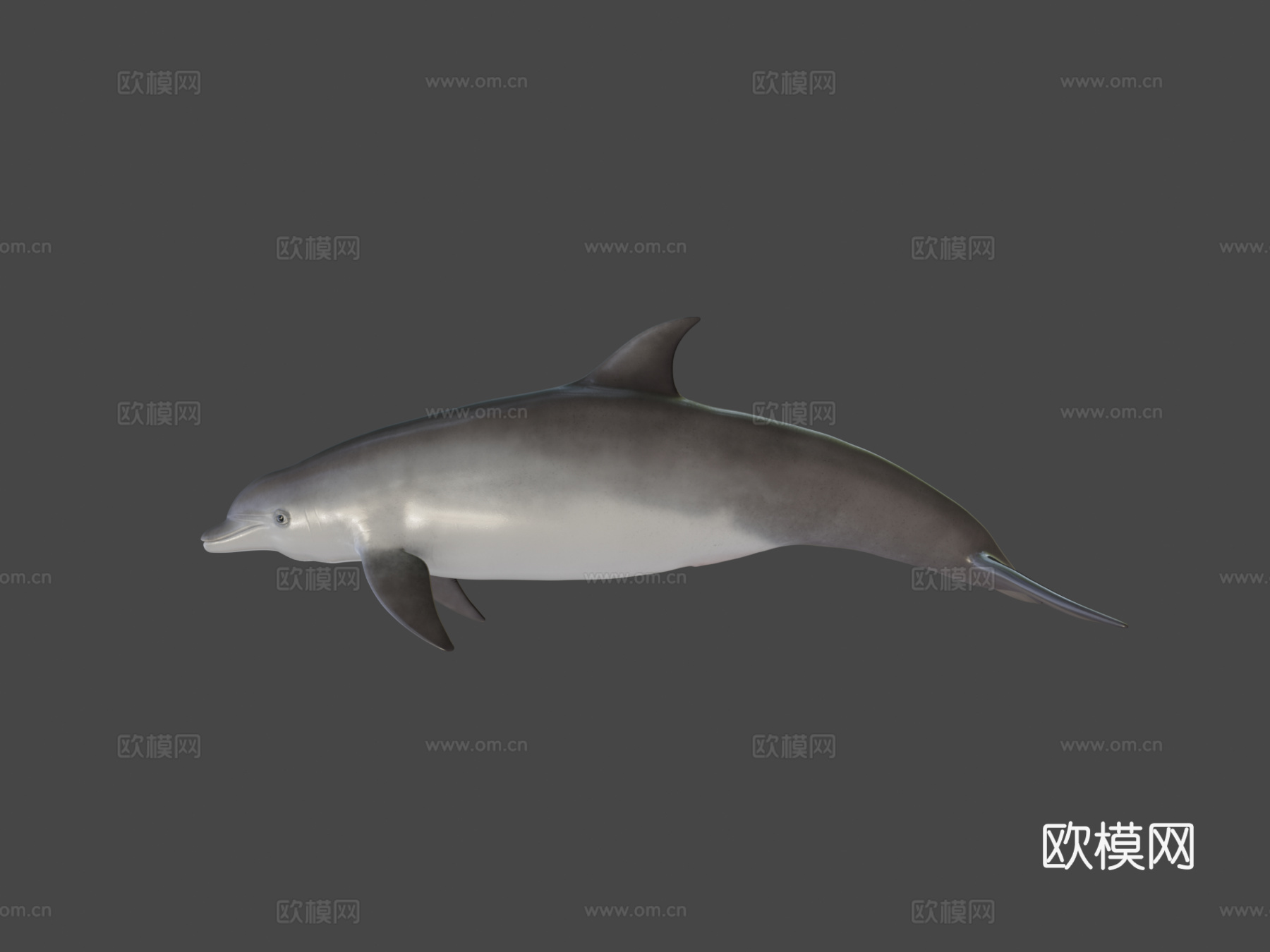 海豚3d模型