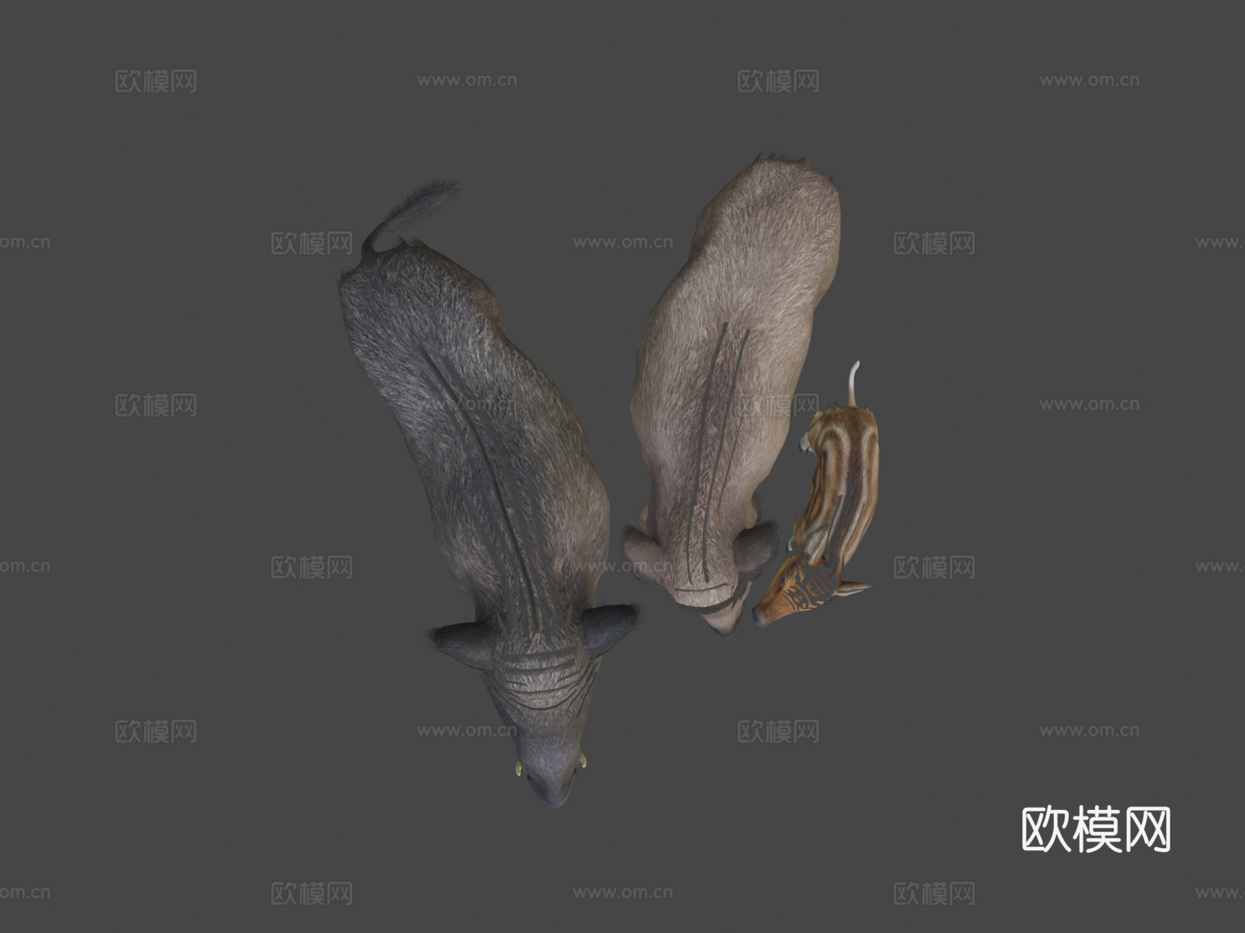 野猪家族3d模型下载（渲染图8）