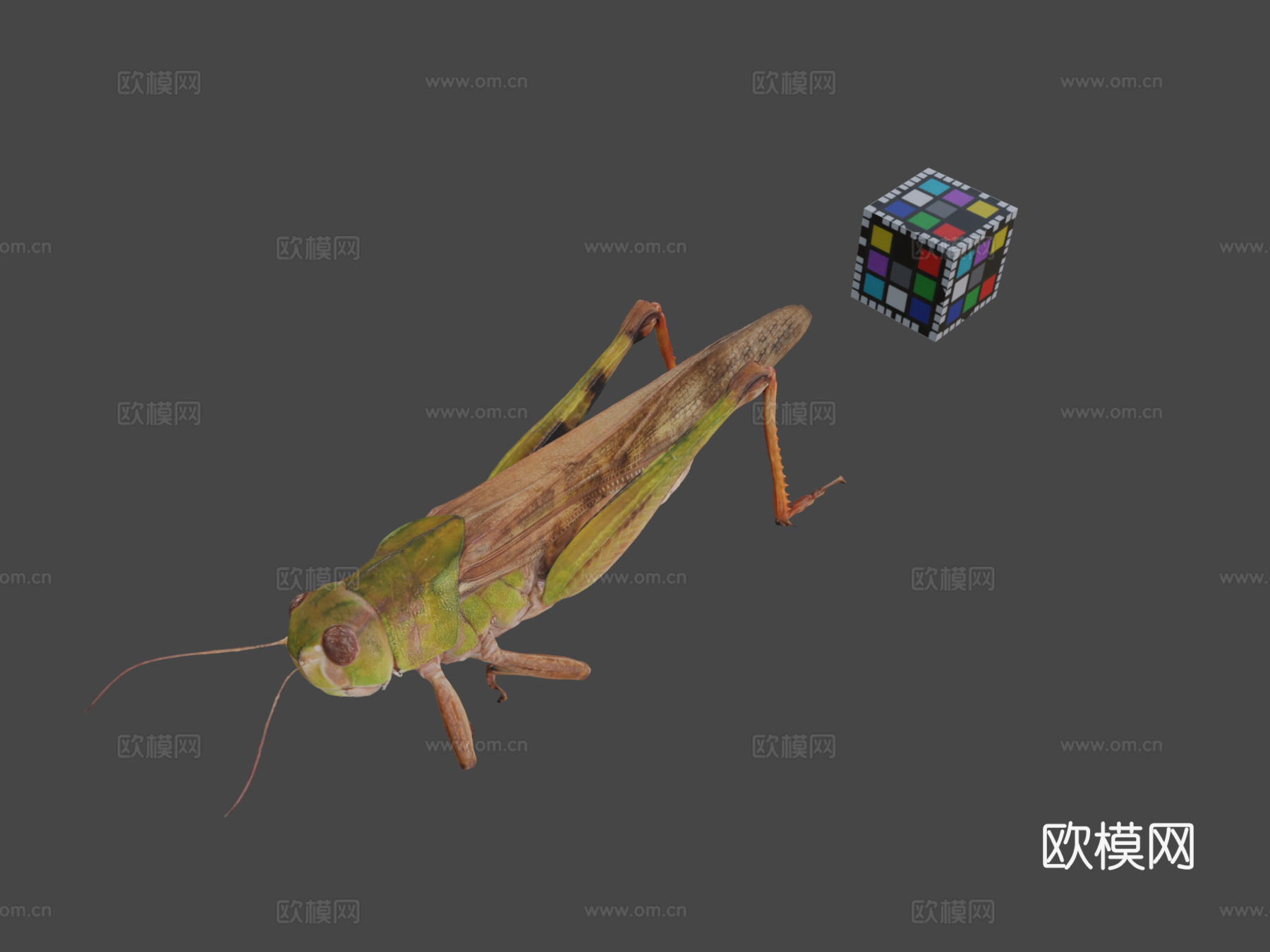 CC0东亚飞蝗迁徙蝗虫3d模型下载（渲染图1）