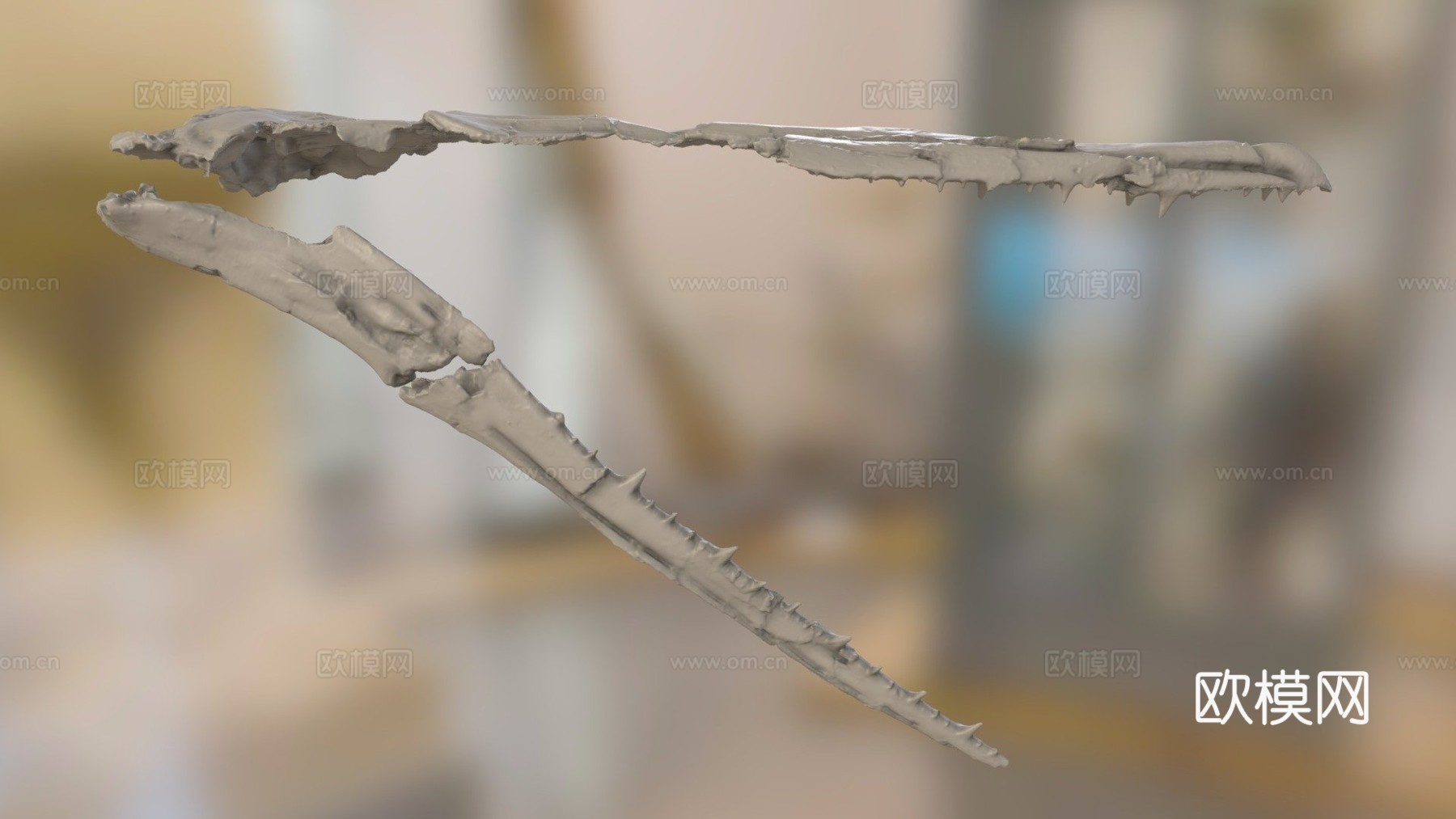 ChM PV4768桑氏伪齿鸟头骨3d模型下载（渲染图1）