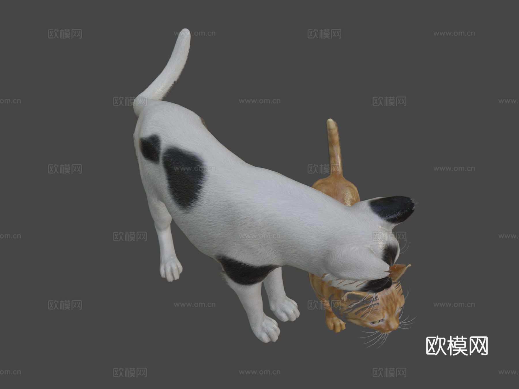 猫科家族3d模型下载（渲染图7）