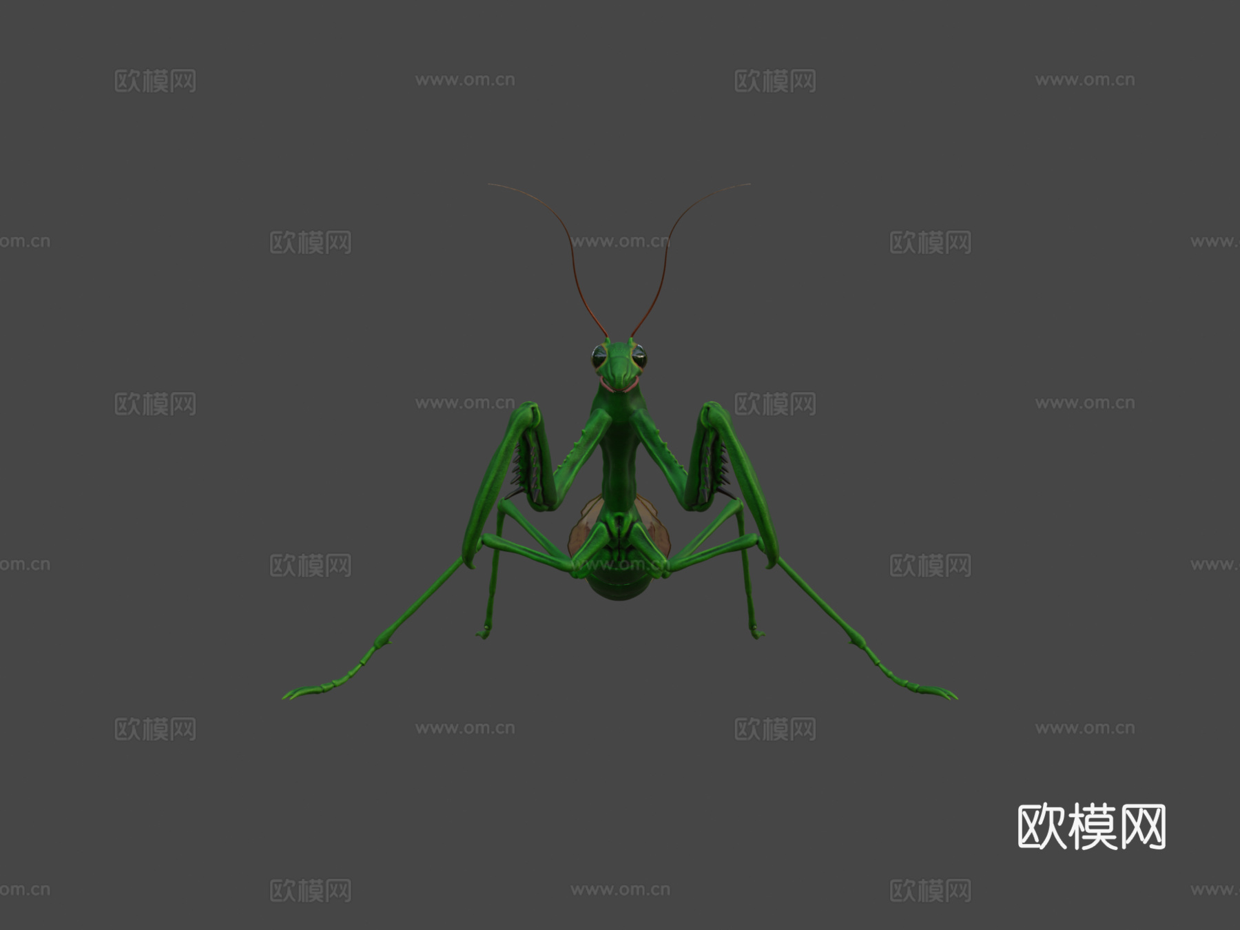 螳螂3d模型下载（渲染图6）