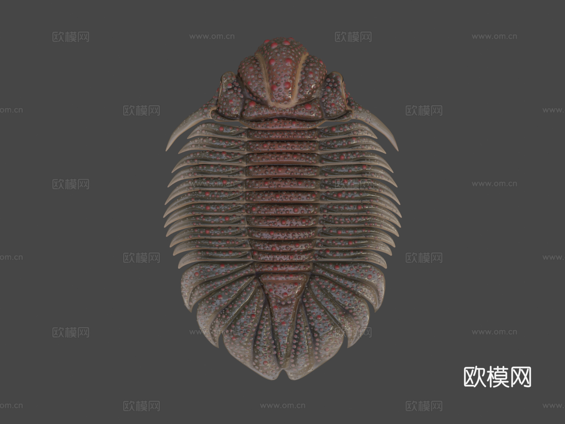 三叶虫近亲糙皮网冠虫3d模型下载（渲染图6）
