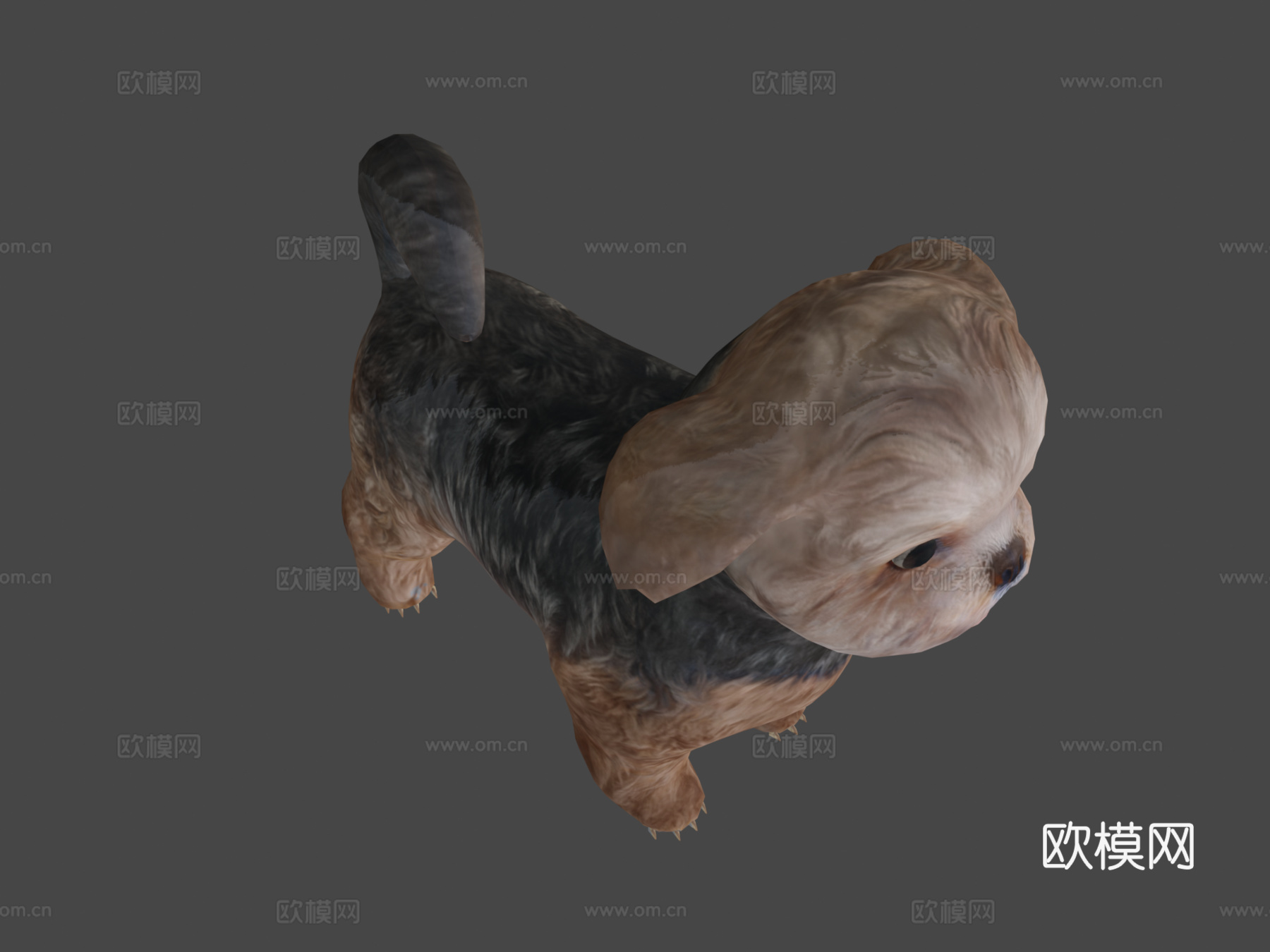 西施犬品种低多边形3d模型