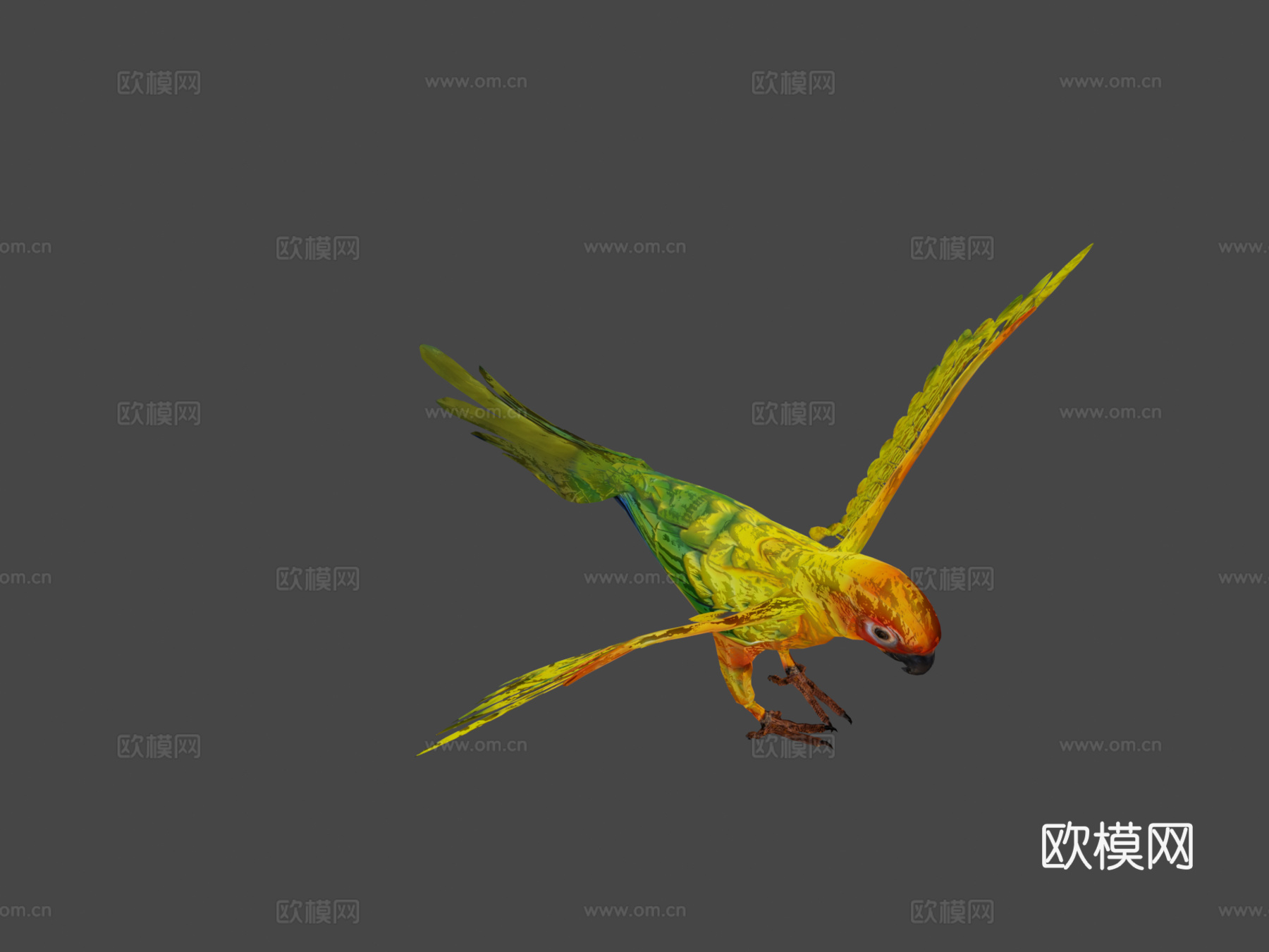 太阳锥尾鹦鹉低多边形3d模型下载（渲染图7）